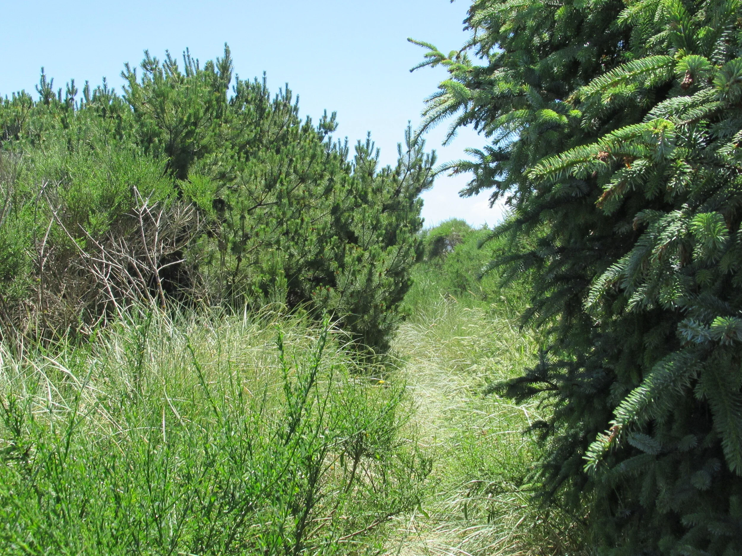 IMG_8374=Marsh Trail Shore Pines.JPG