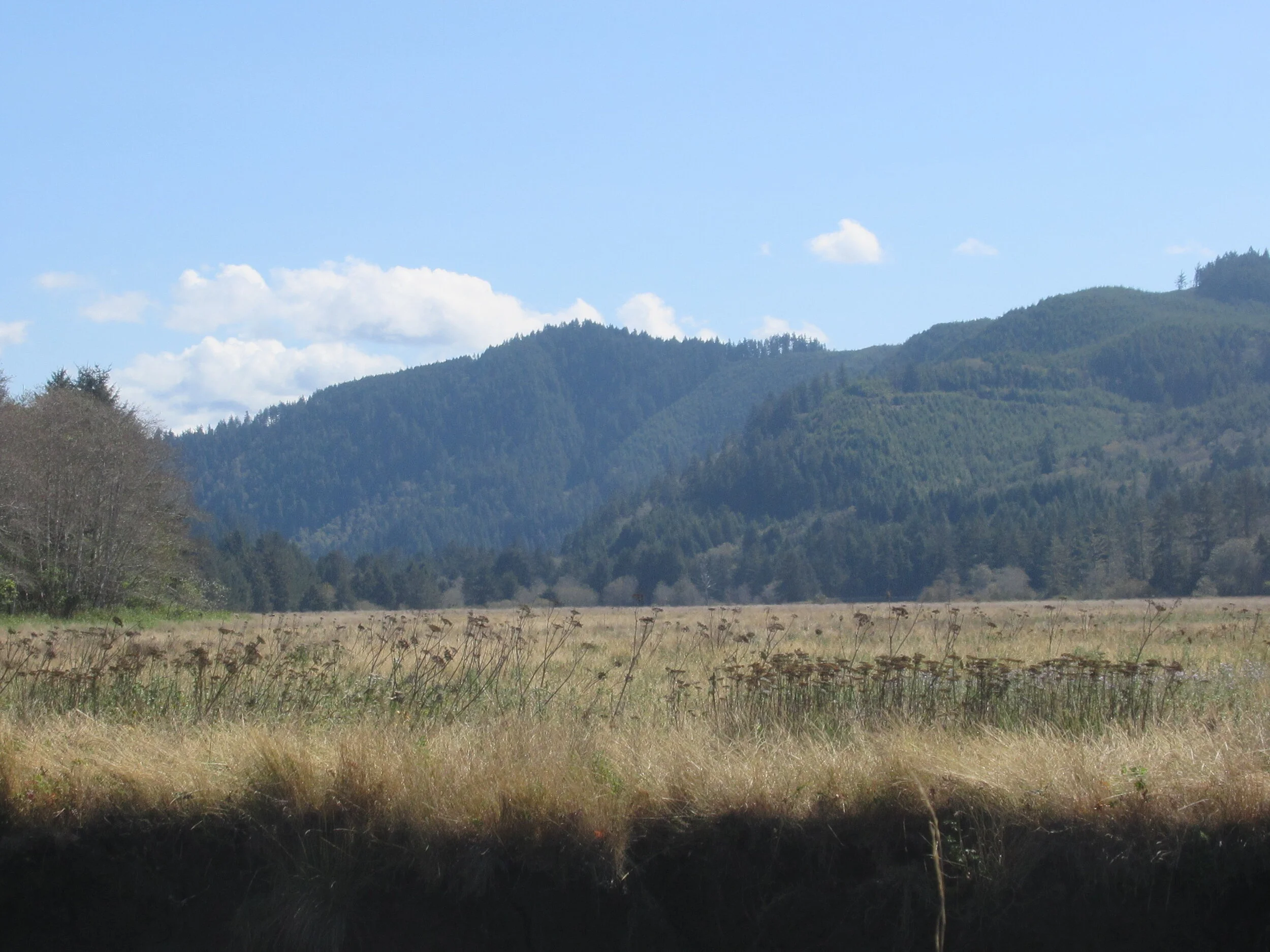 IMG_9188-Estuary.JPG