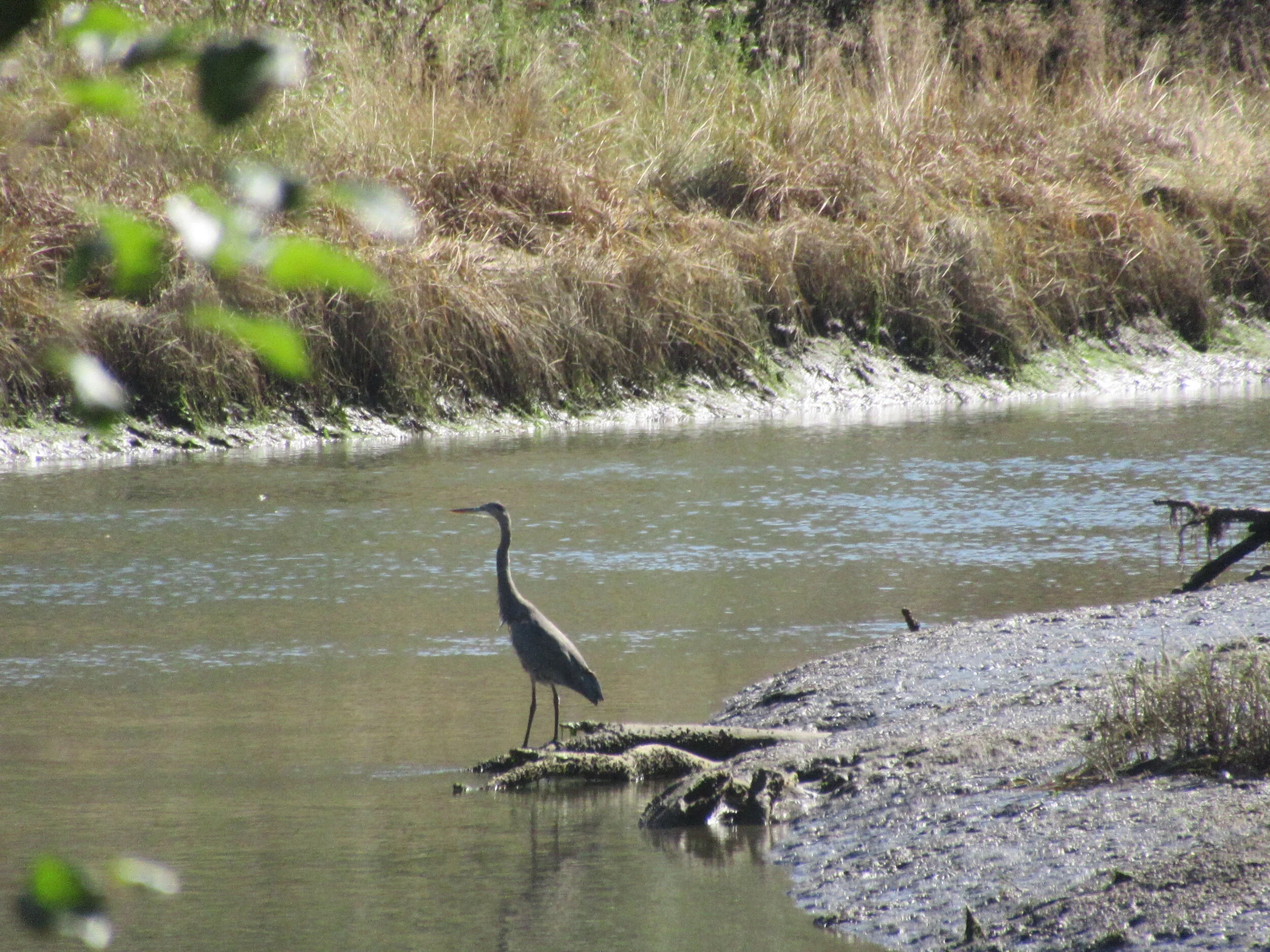 Detour No. 7: Siletz Bay National Wildlife Refuge
