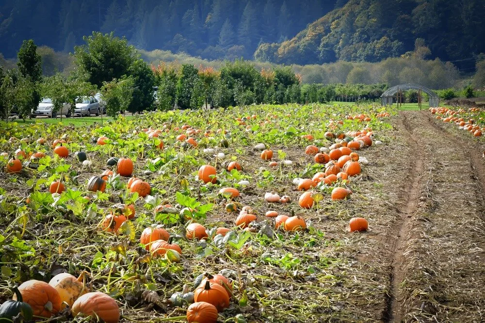 Kilchis Pumpkin Patch 3.jpg