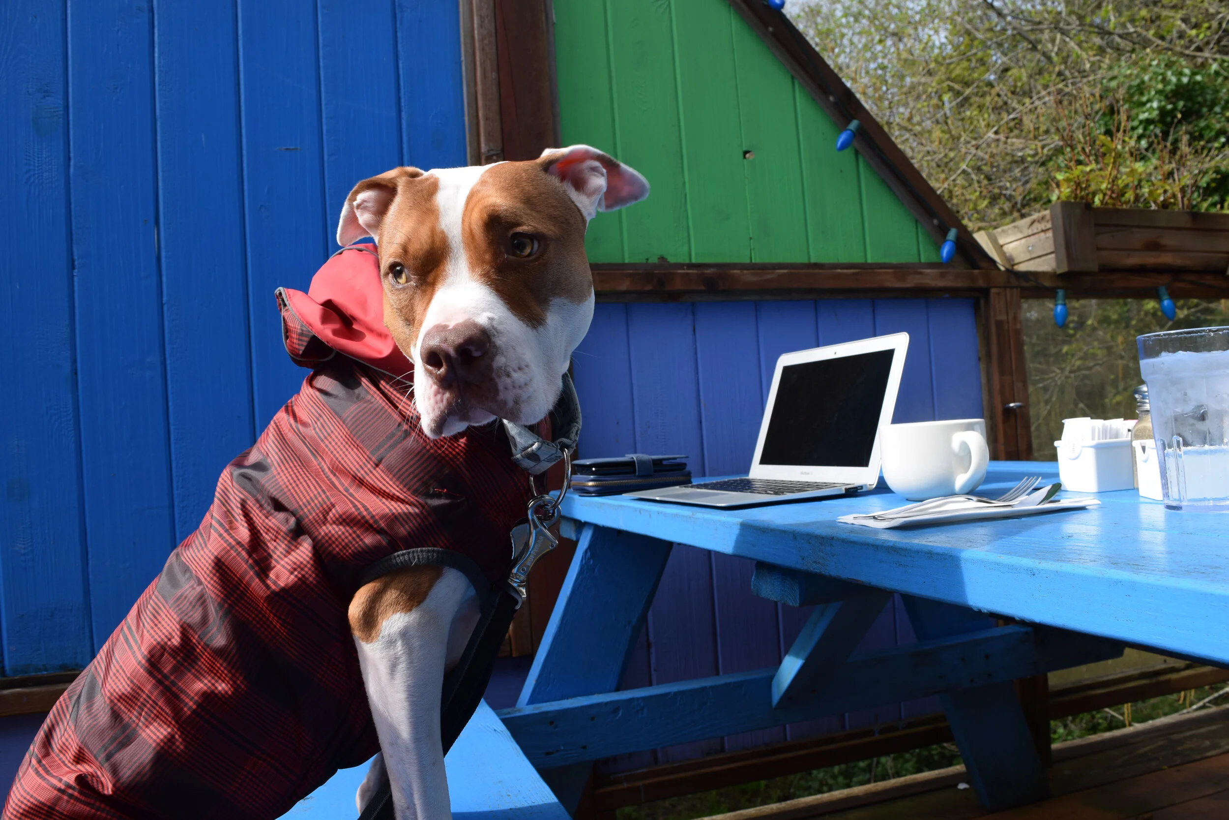 Scout Out and About - 5.jpg