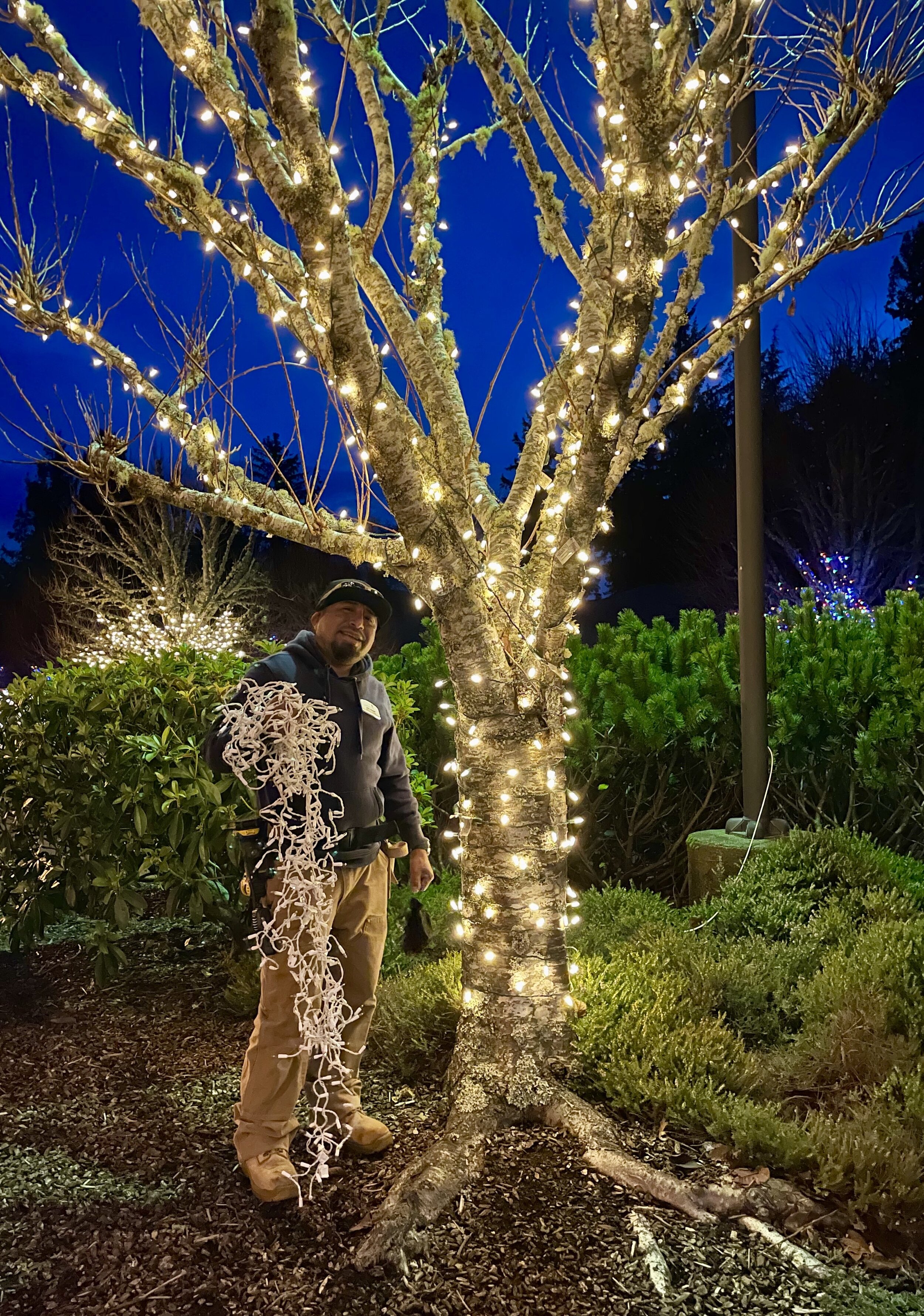 A tree-dition lives on