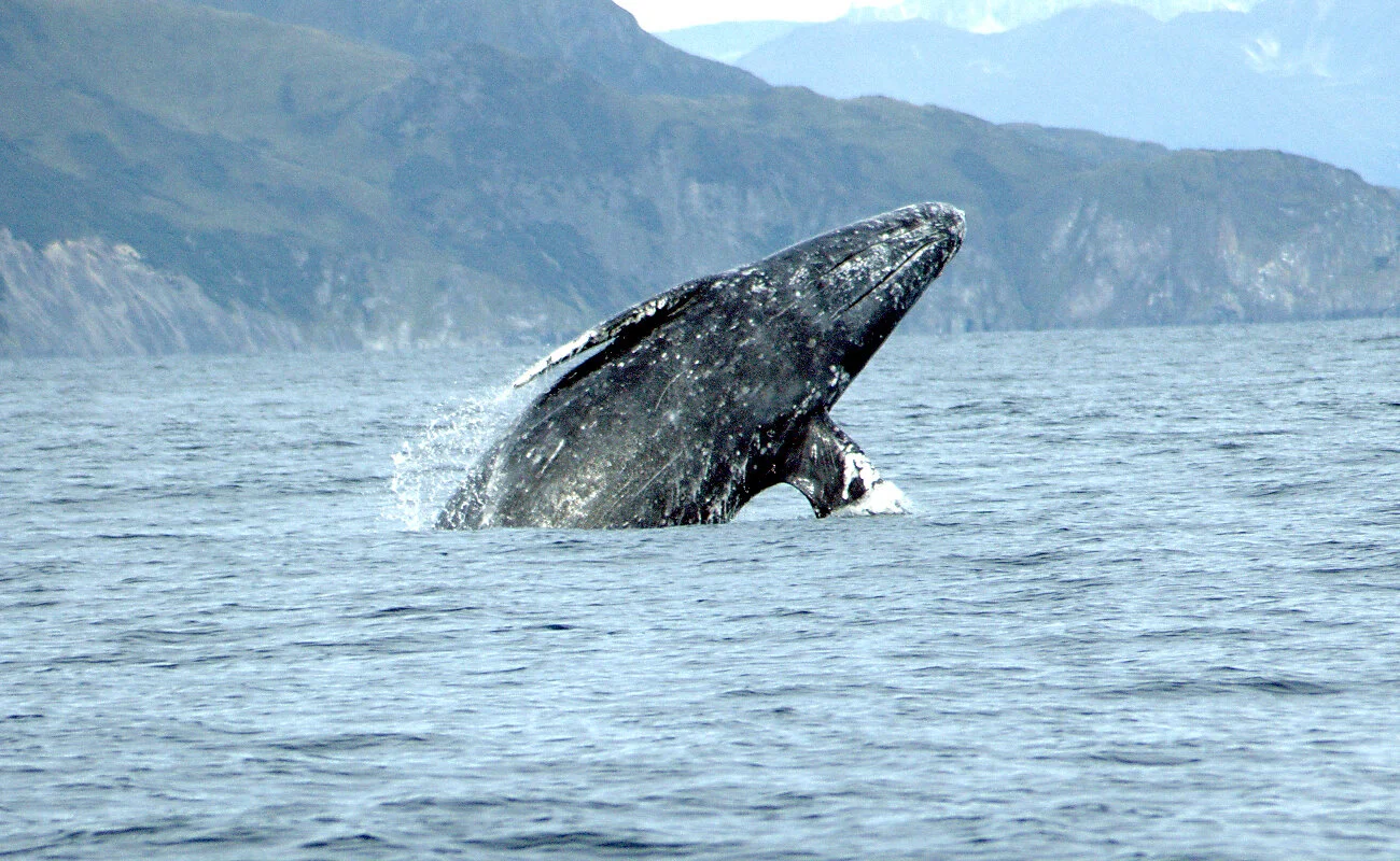 190322_oct_Gray_whale_Merrill_Gosho_NOAA2_crop.jpg