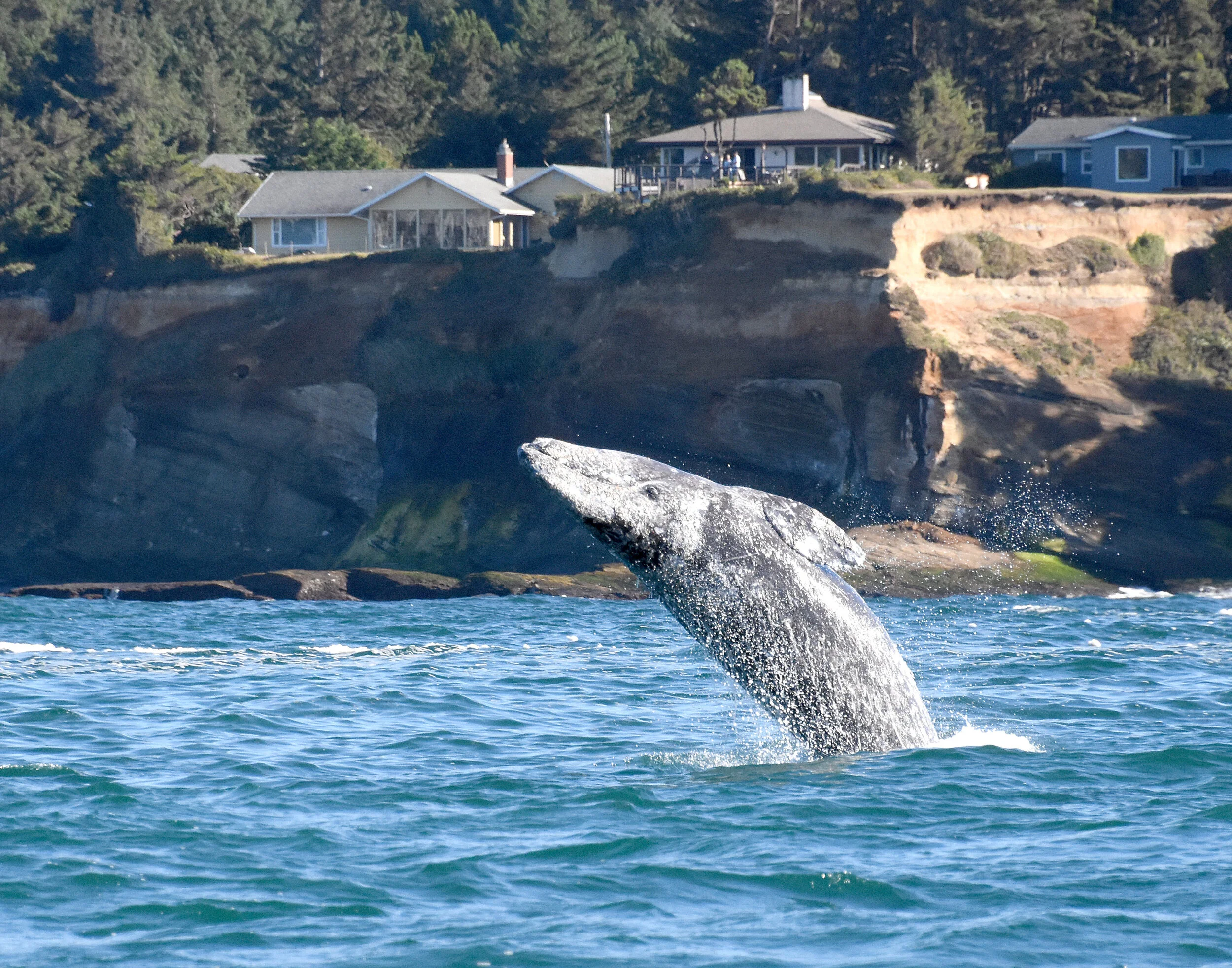 Whale.jpg