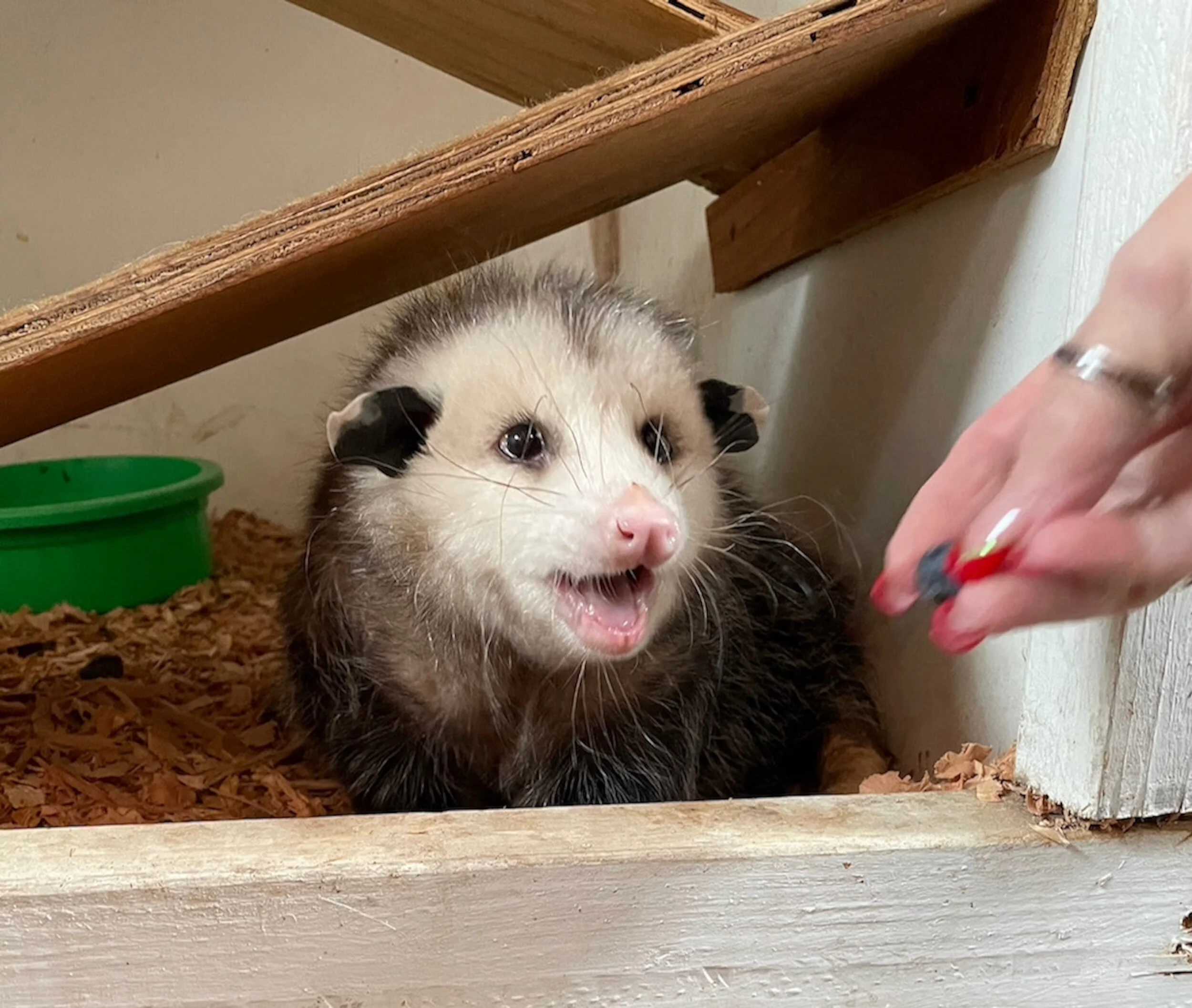 Ready for a zoo meeting?