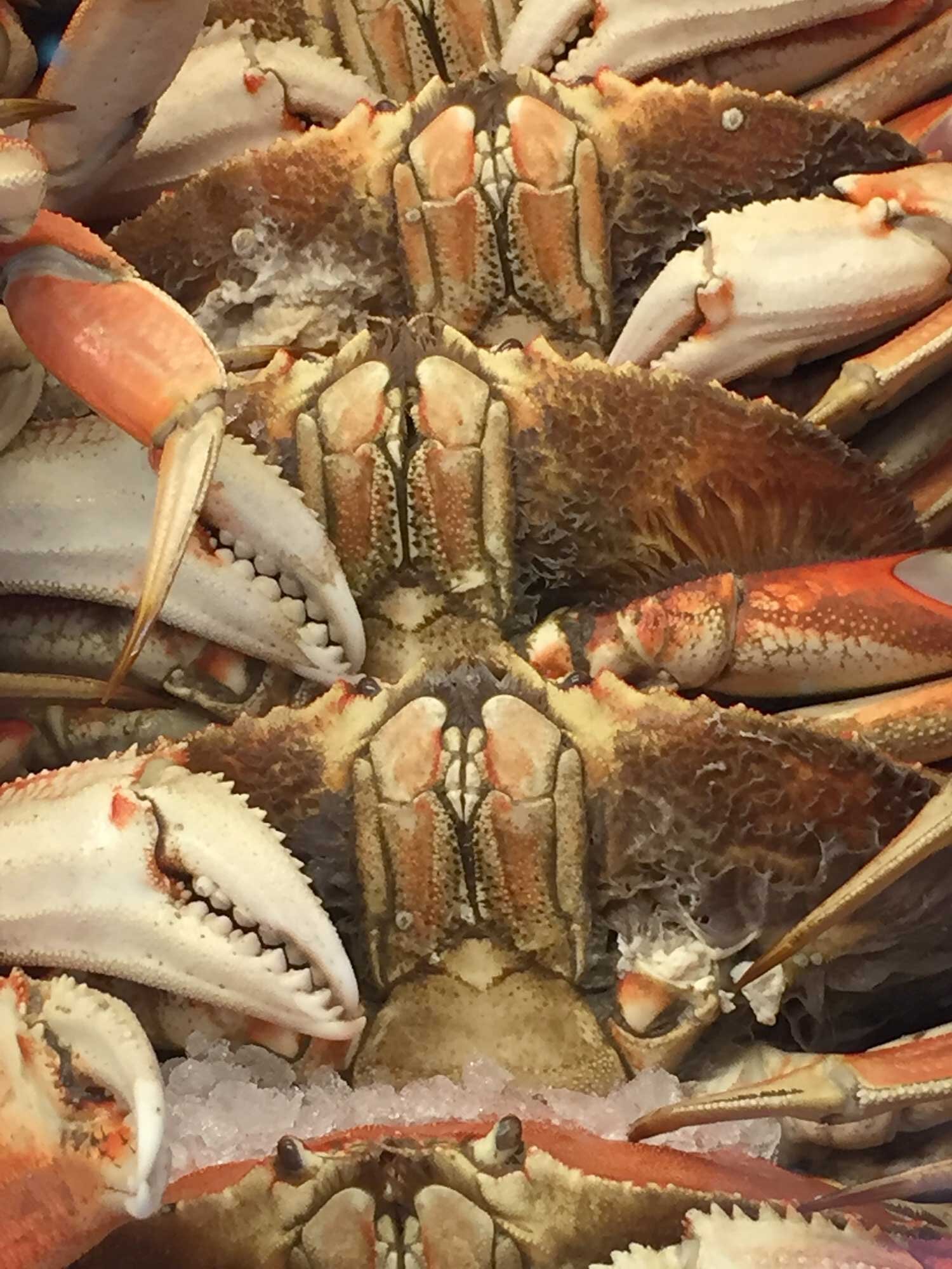 The Yachats Crab Feed shell go on
