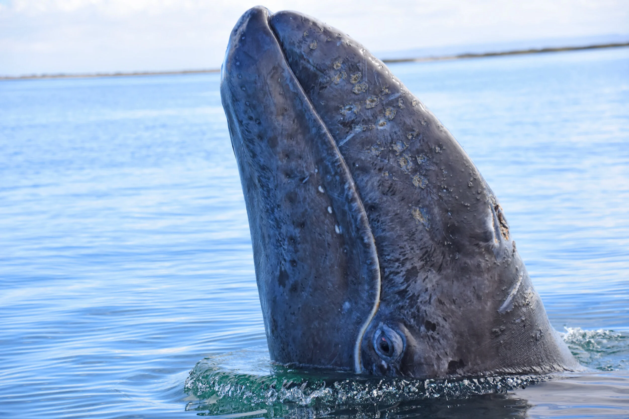 spyhop c.newell DSC_7182 apt.jpeg