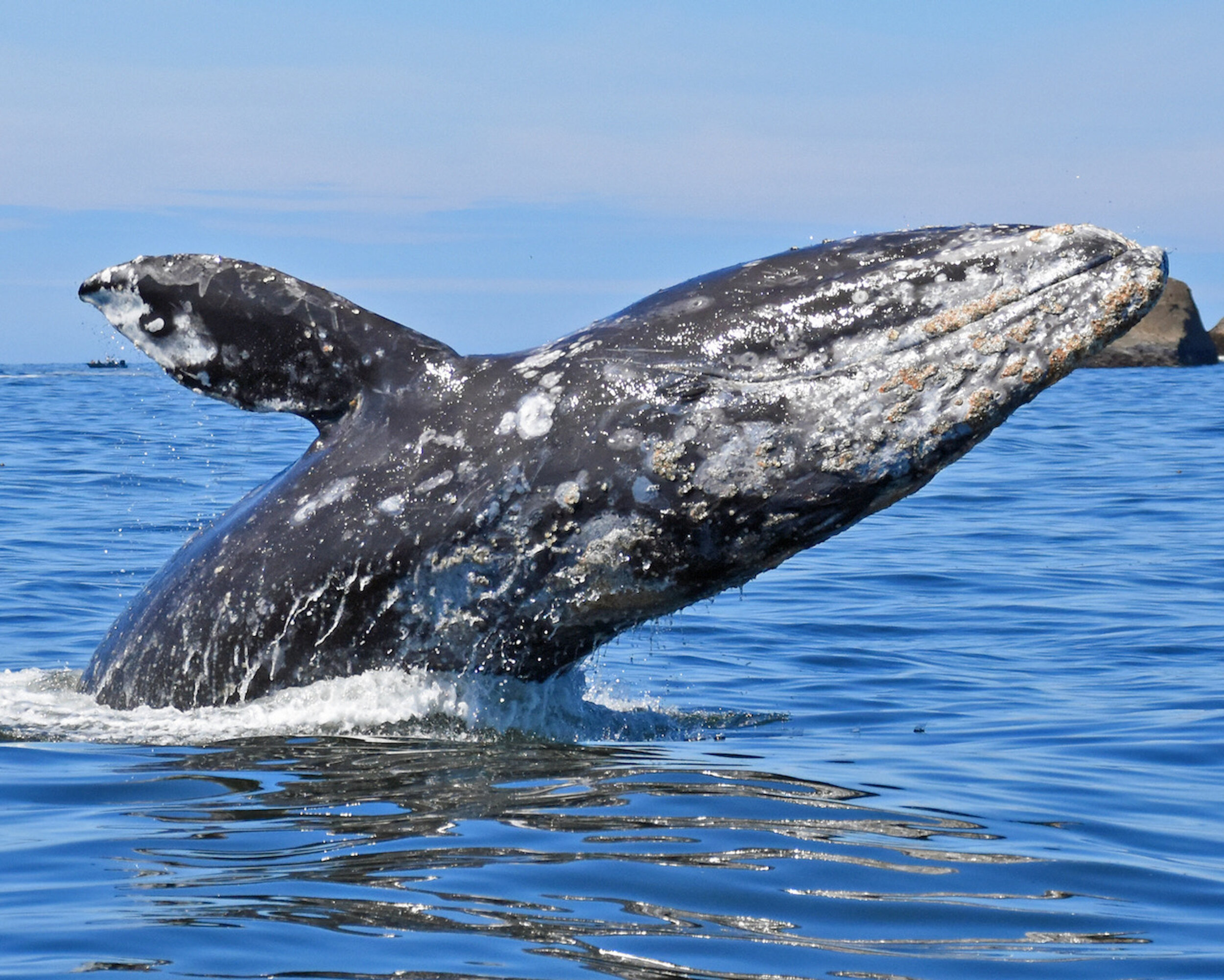 I breach c. newell  DSC_0719 new1.jpeg