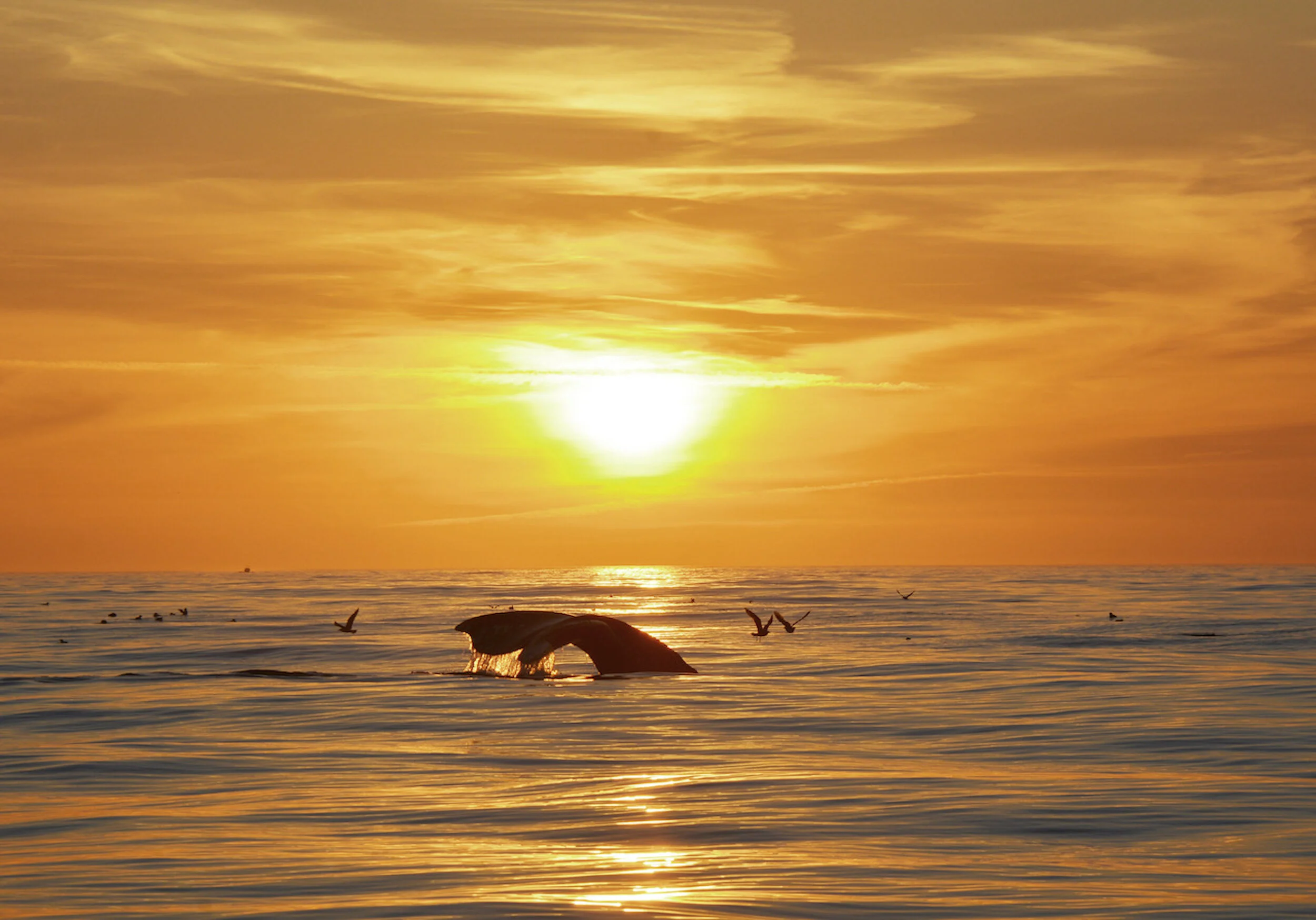 whale sunset 2 c newell DSC_1680.jpeg