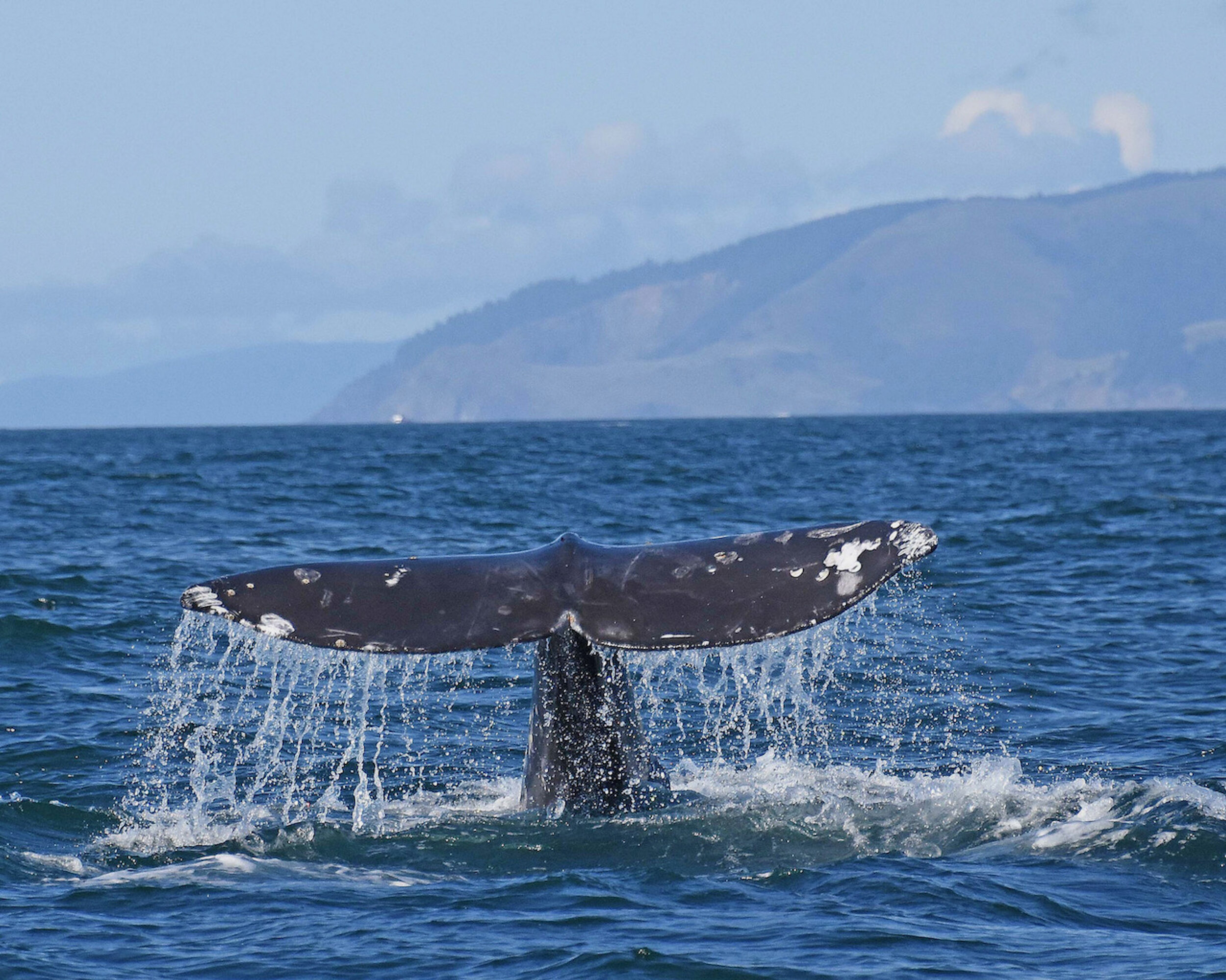 B_costco fluke c. newellDSC_2462 new 1.jpeg