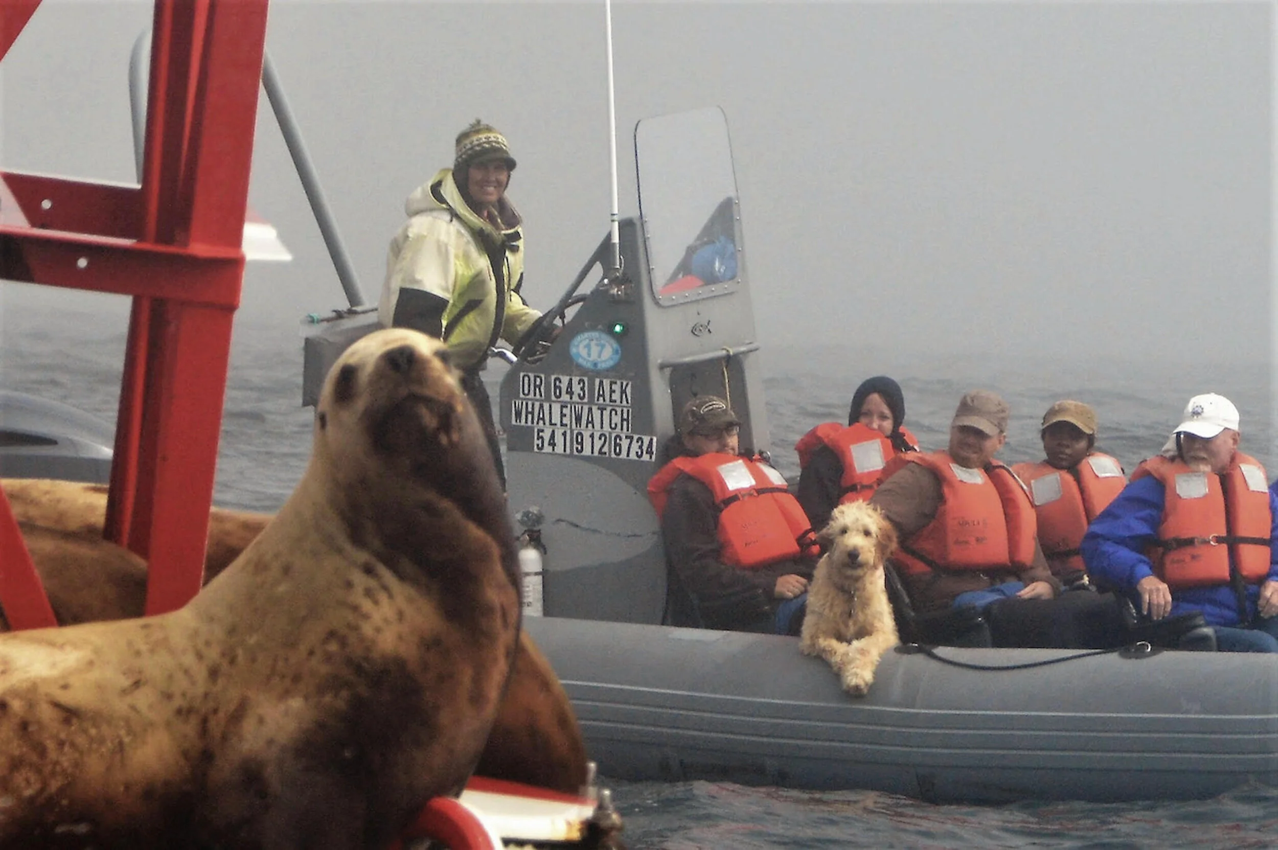 seal by Nancy Rasmussen.jpeg