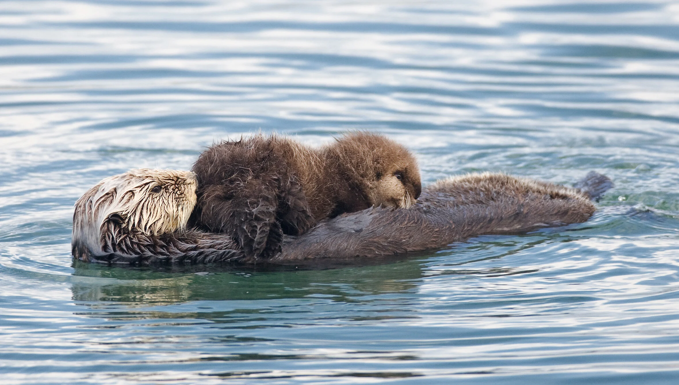 A talk you really otter sea