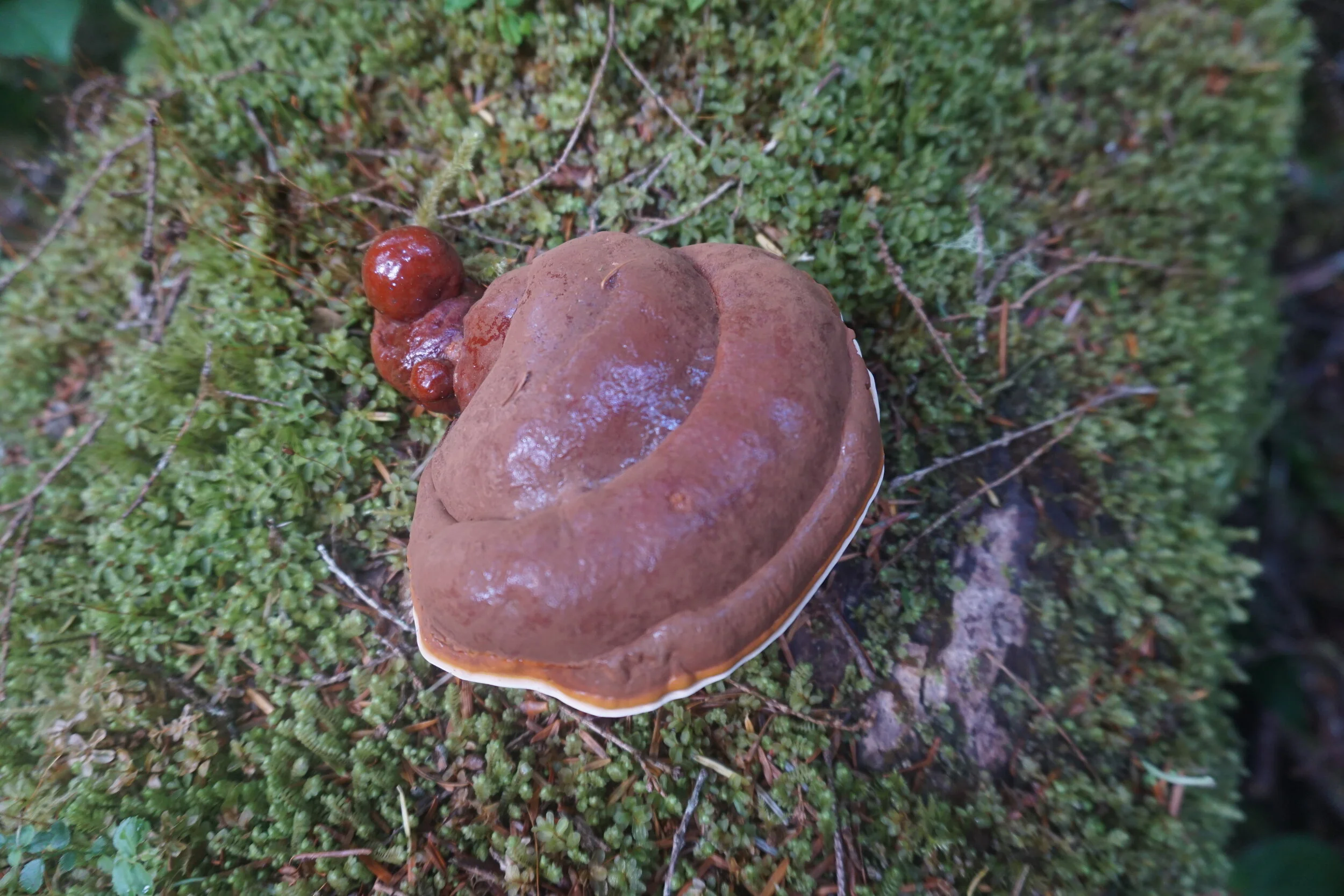 DSC04184.jpg