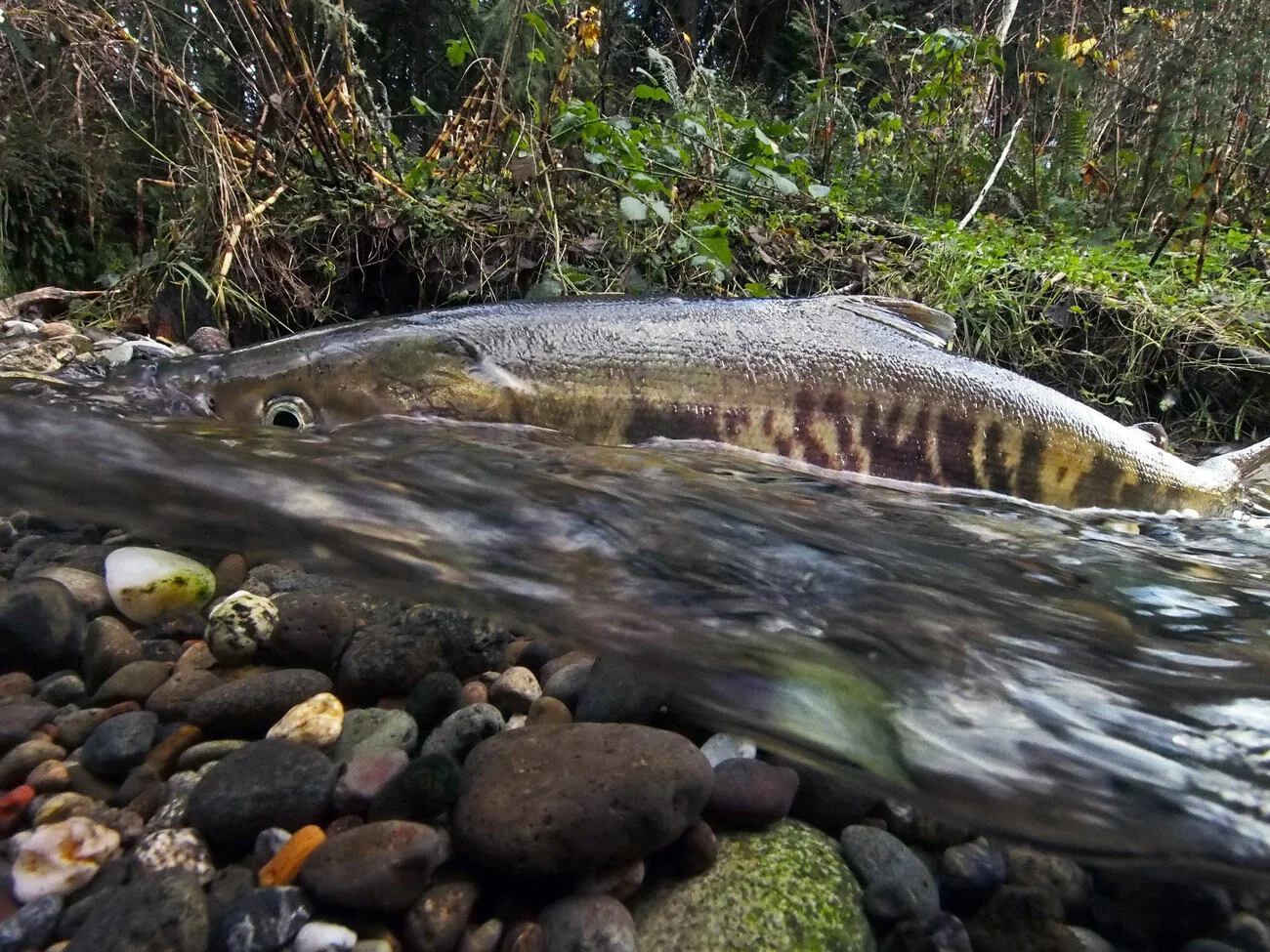 An ex-stream workout