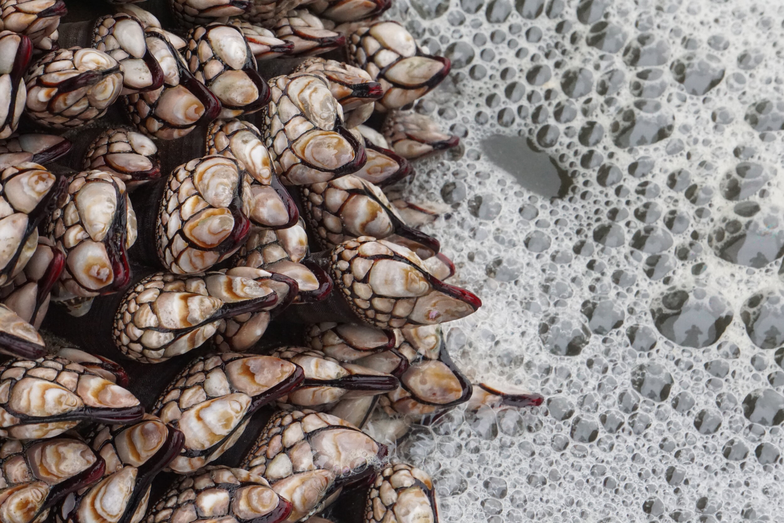 High cuisine, low tides