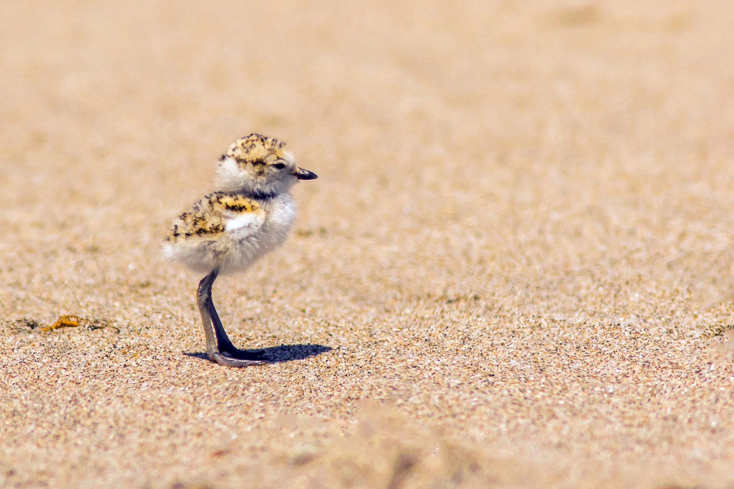 Snowy Plover chick_MT.jpg