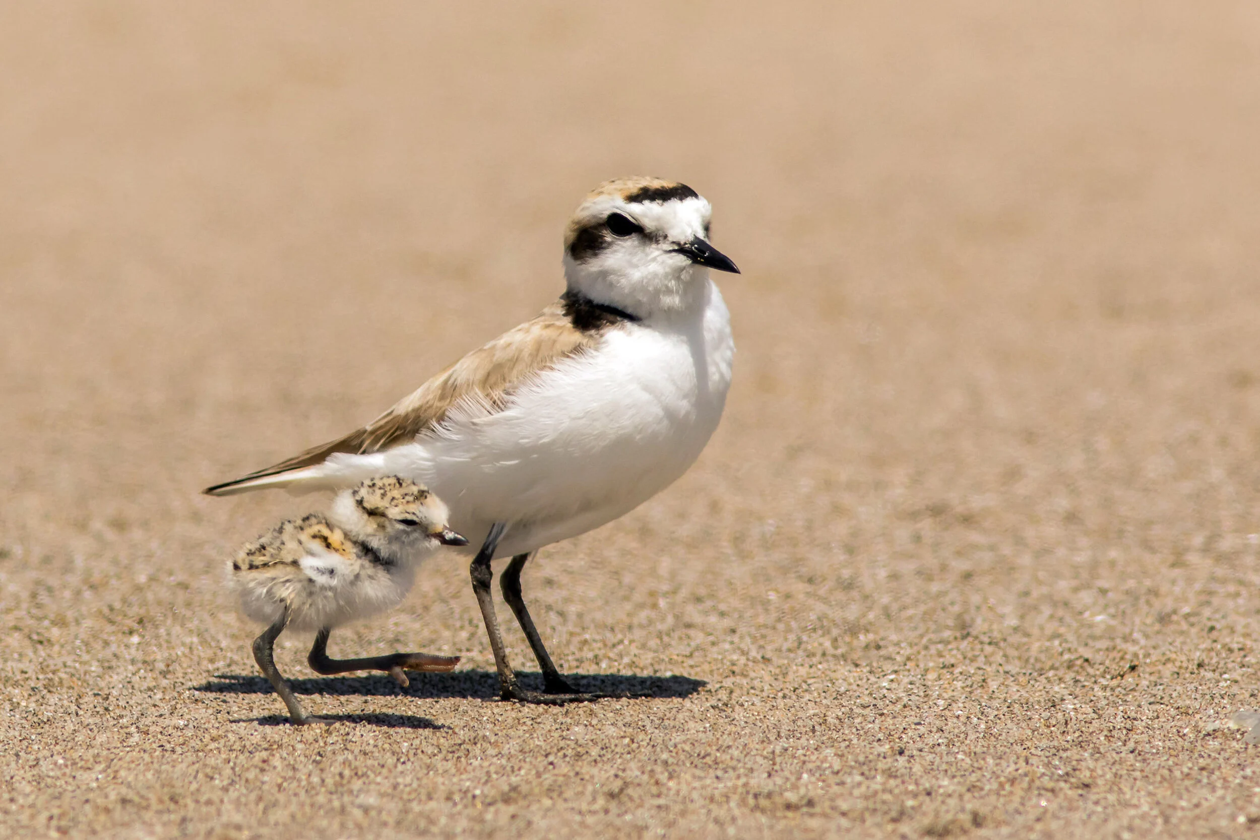 Oregon is for plovers
