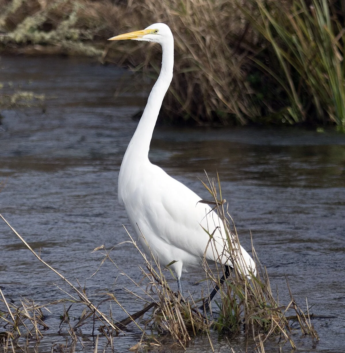 What’s nest for Audubon?