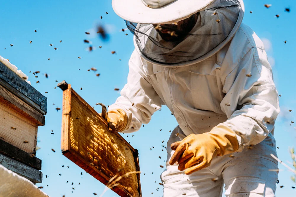 A solid bee plus