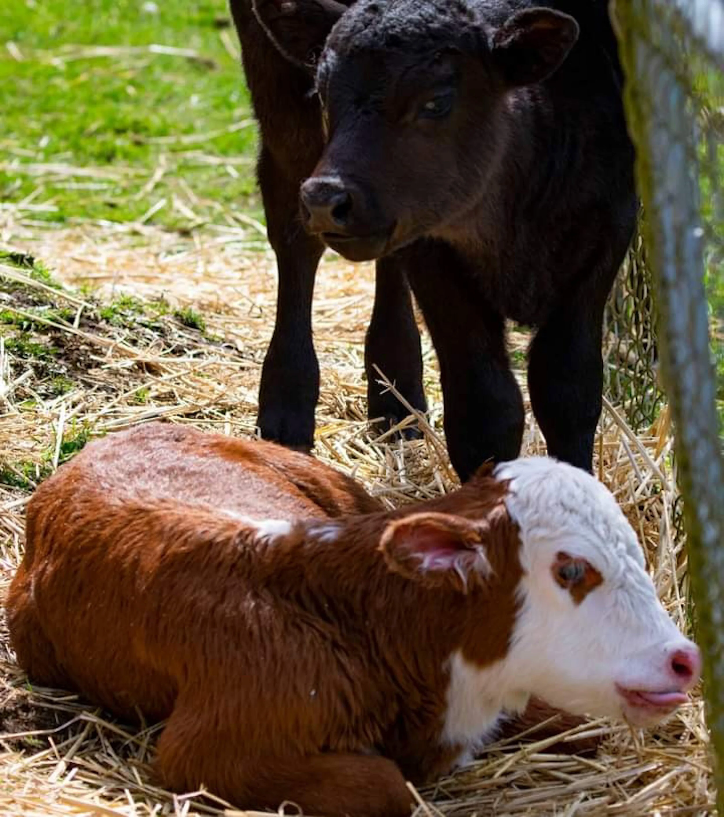 Time for calf measures