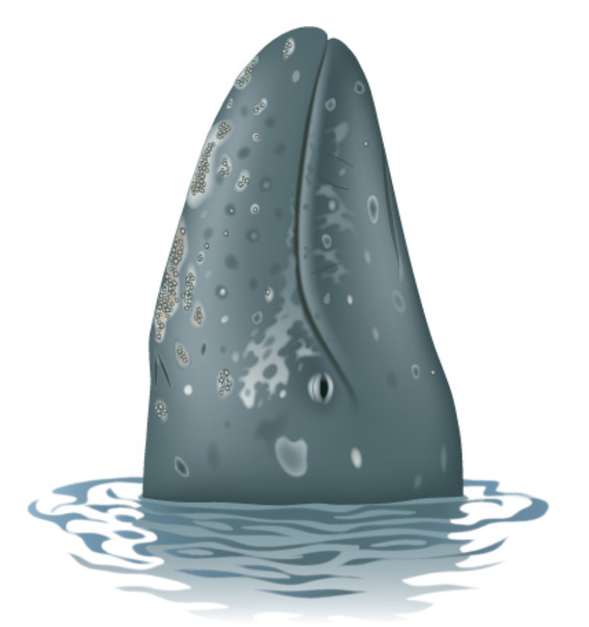 Worth popping in for