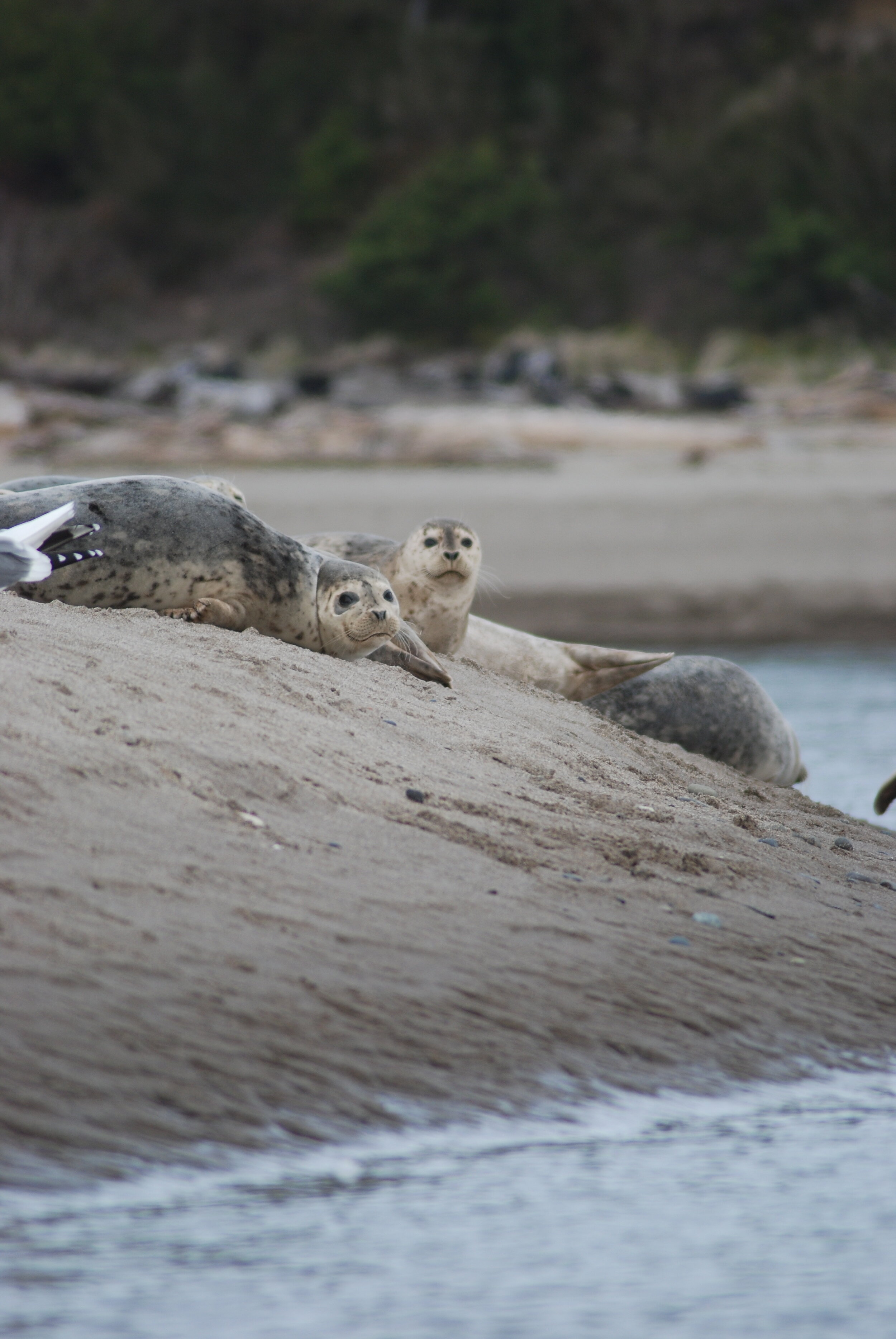 DSC_0113.jpg