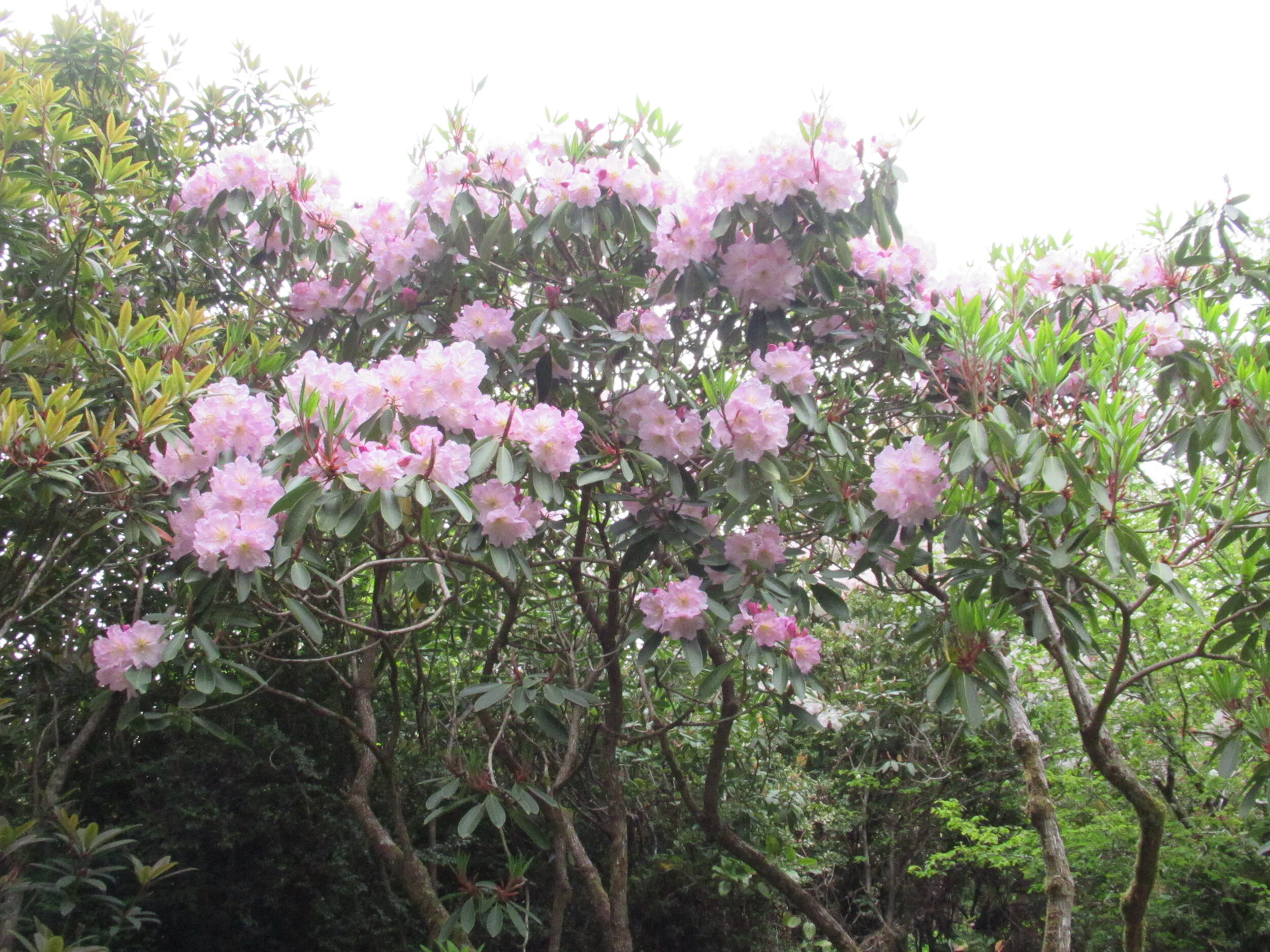 Dave’s Detours: Gerdemann Garden