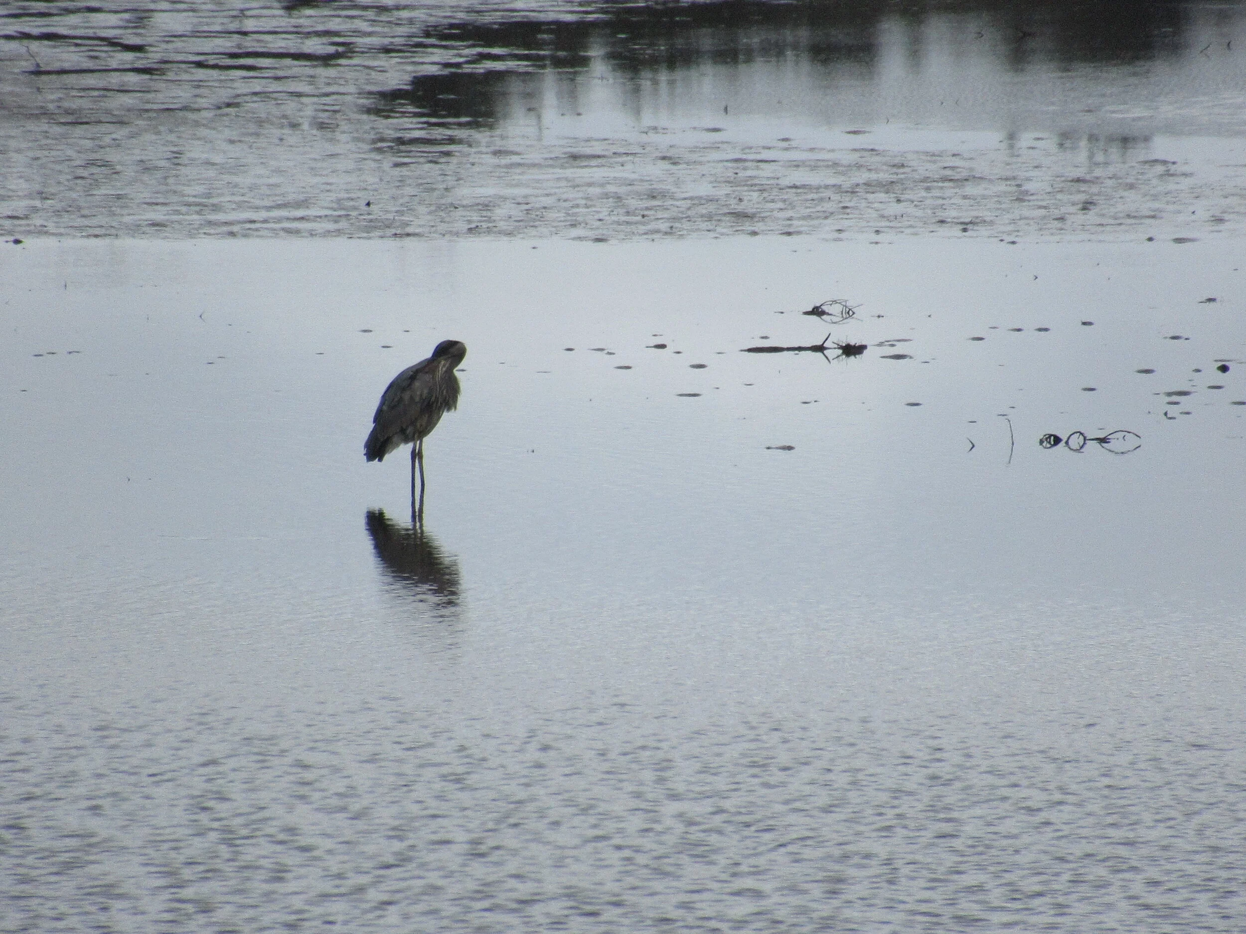Dave’s Detours: Whalen Island