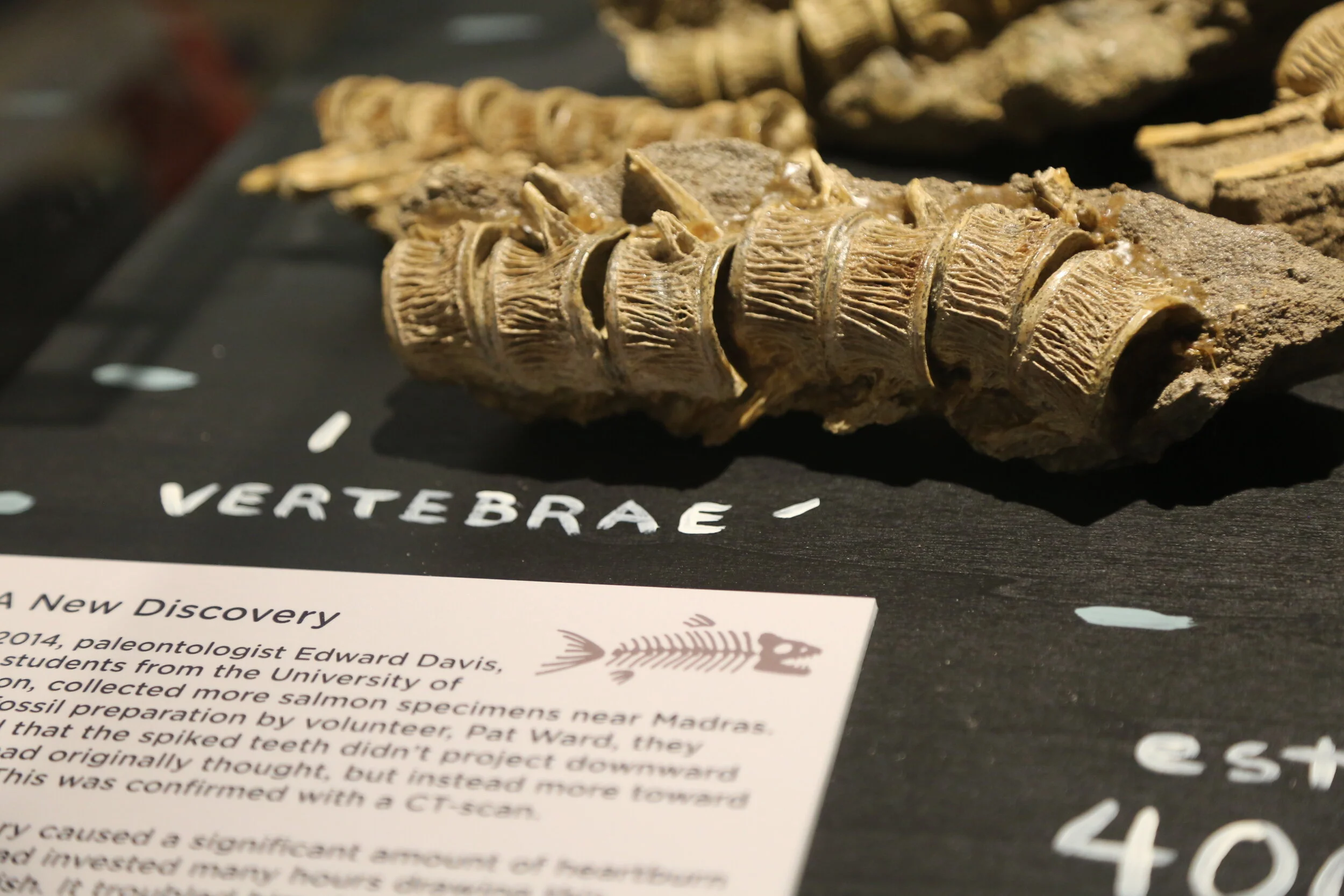 Spike toothed salmon vertebrae.JPG