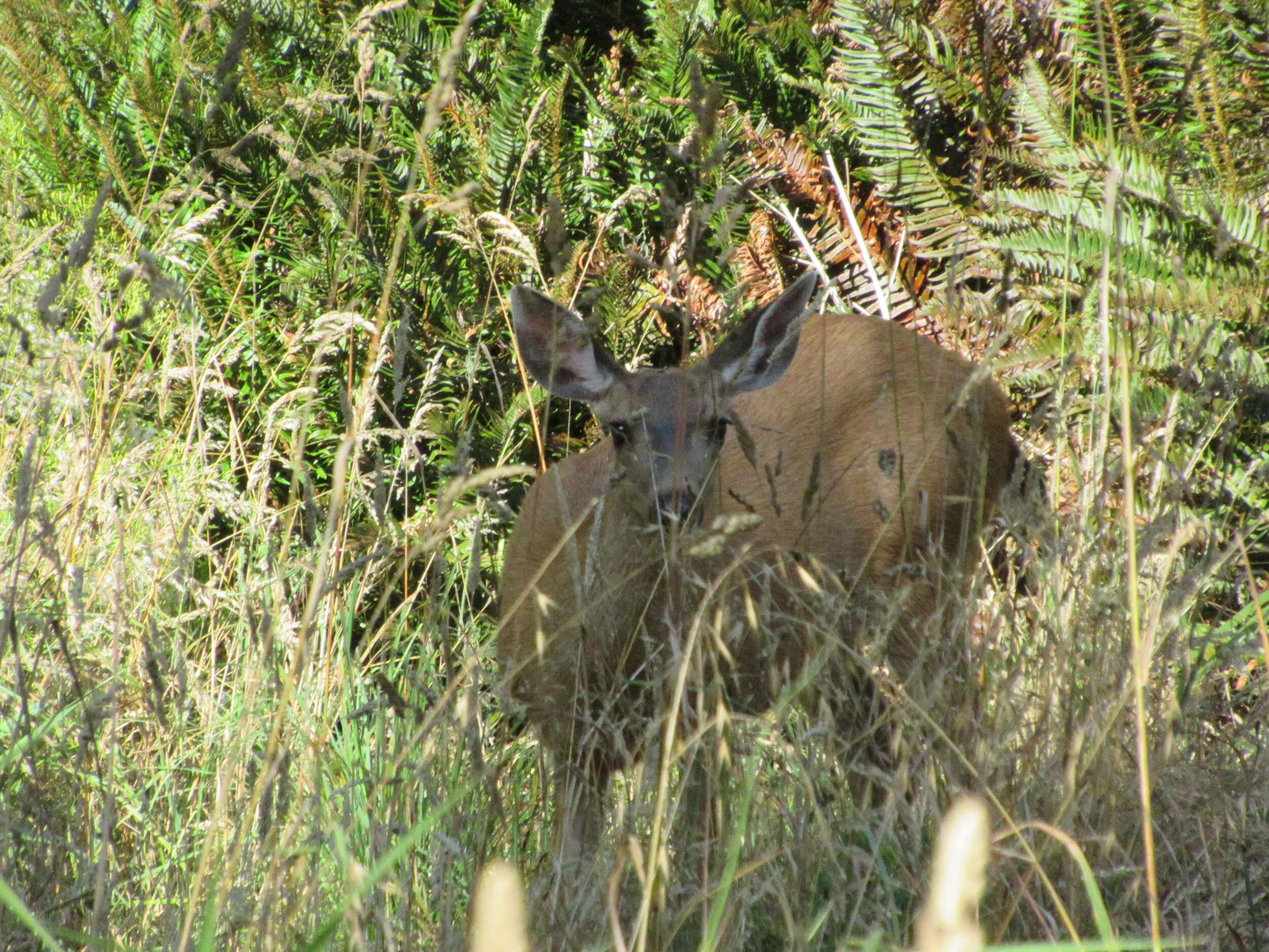 IMG_1490=Deer#1.JPG