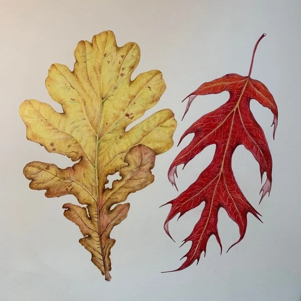 Learn from a seasoned professional