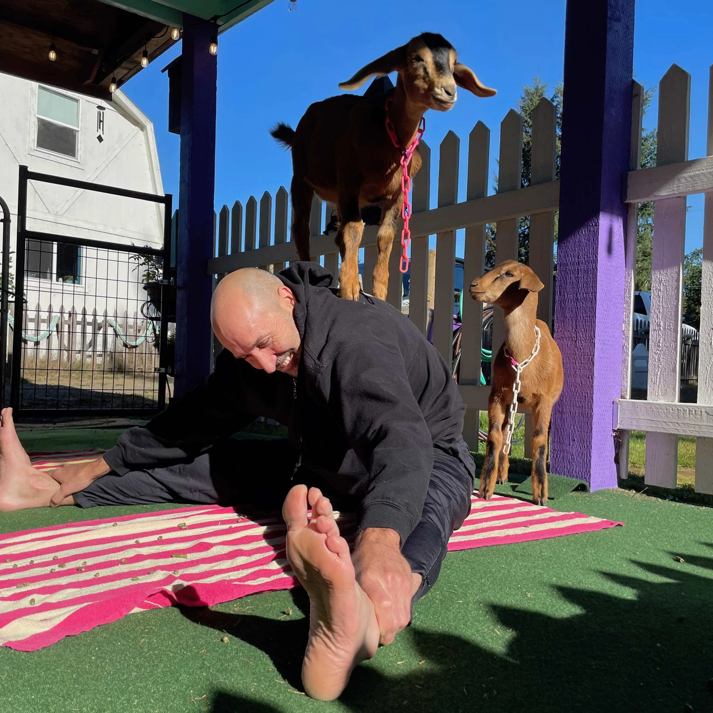 Downward facing… goat?