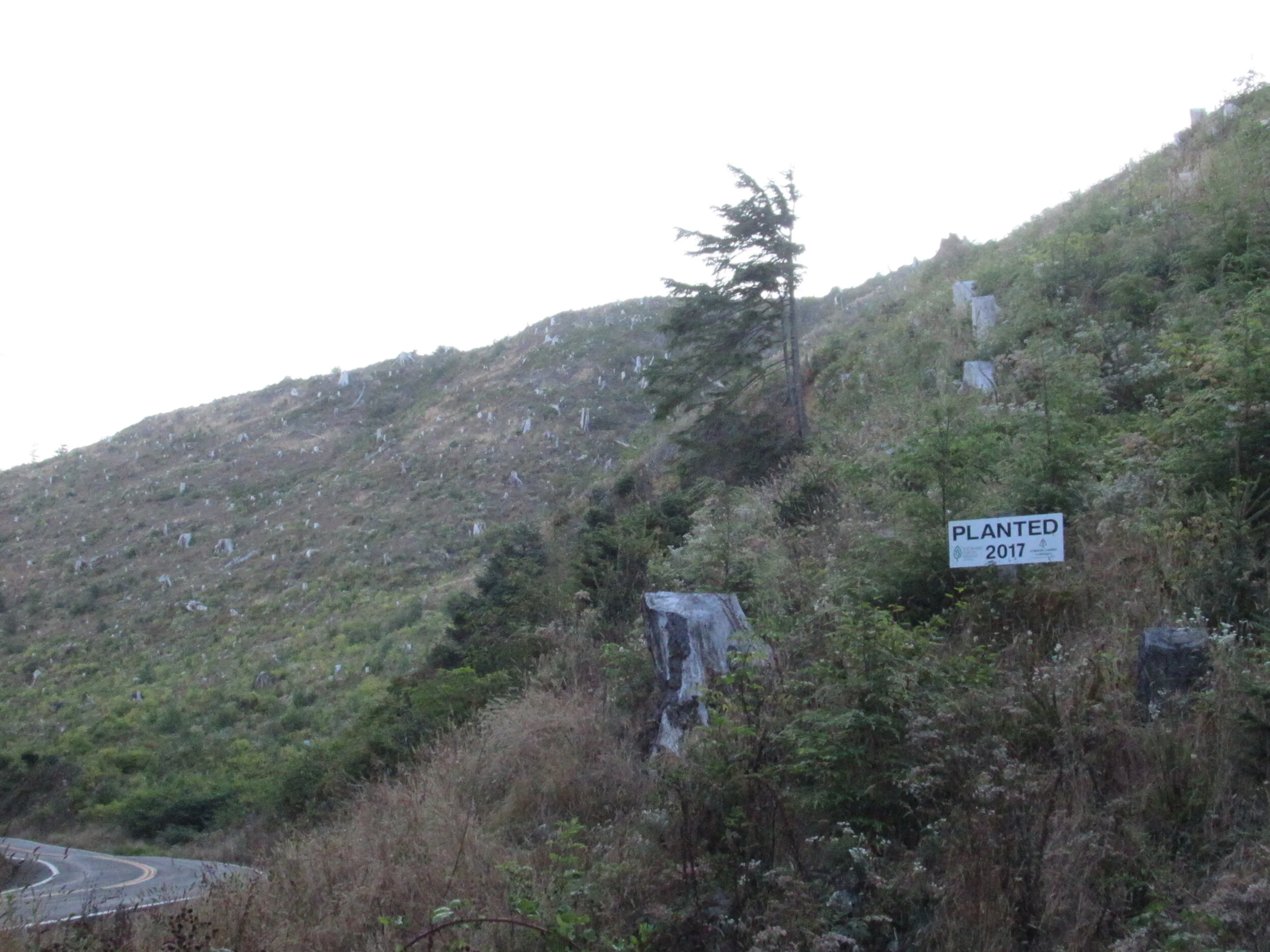 IMG_1538=ClearCut CapeLookout.JPG