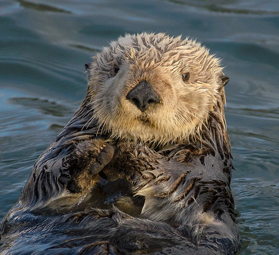 In otter news…