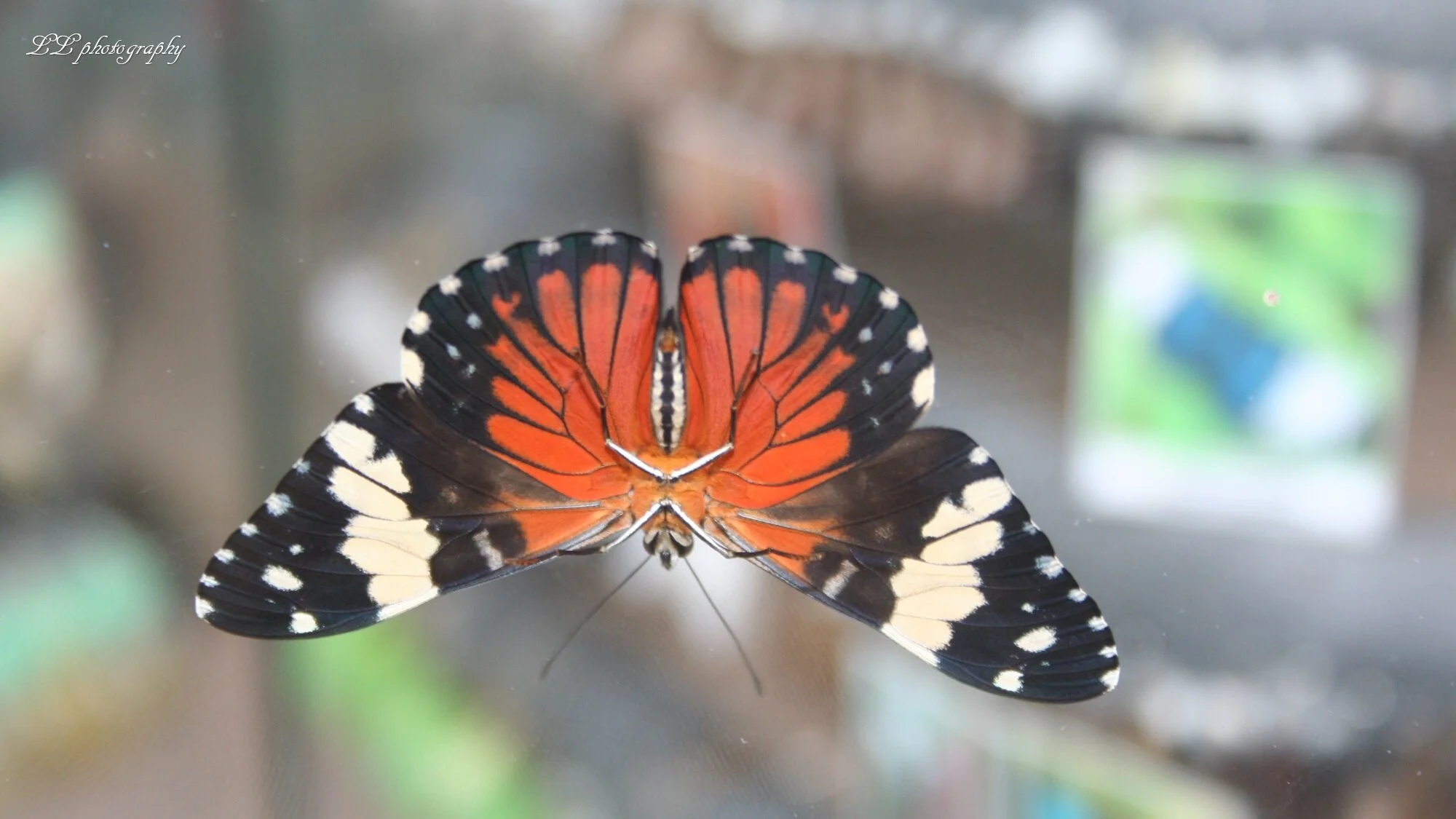 Evolving Butterfly.jpg