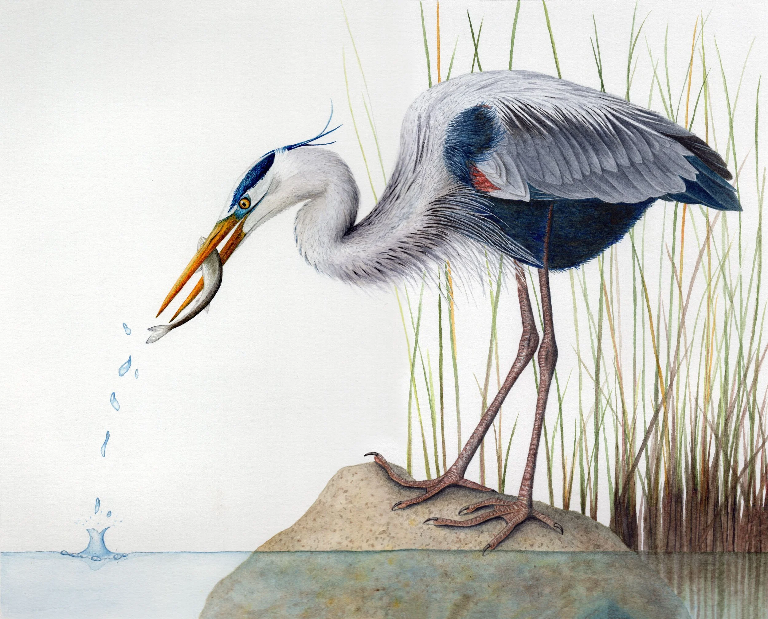 Sherwood-Great blue heron .jpg