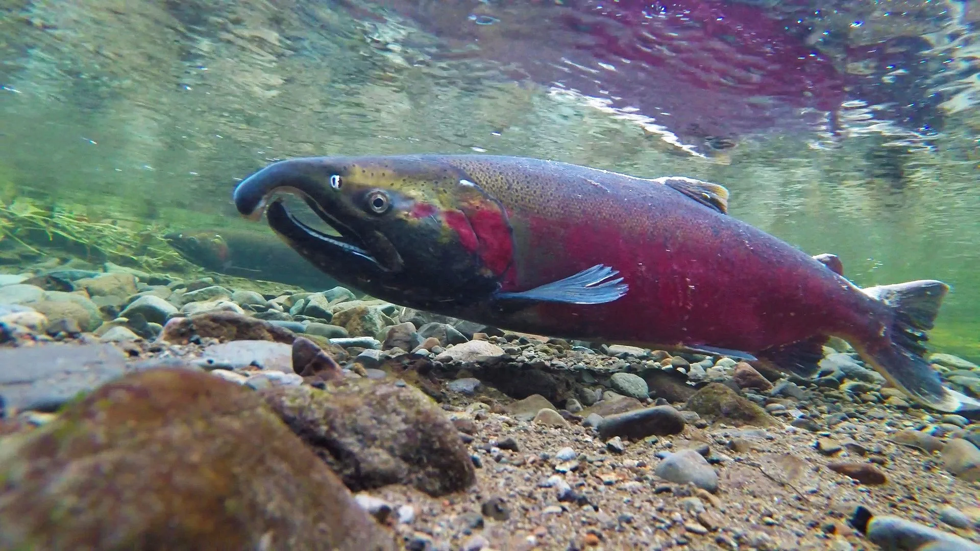 The salmon of North Creek 
