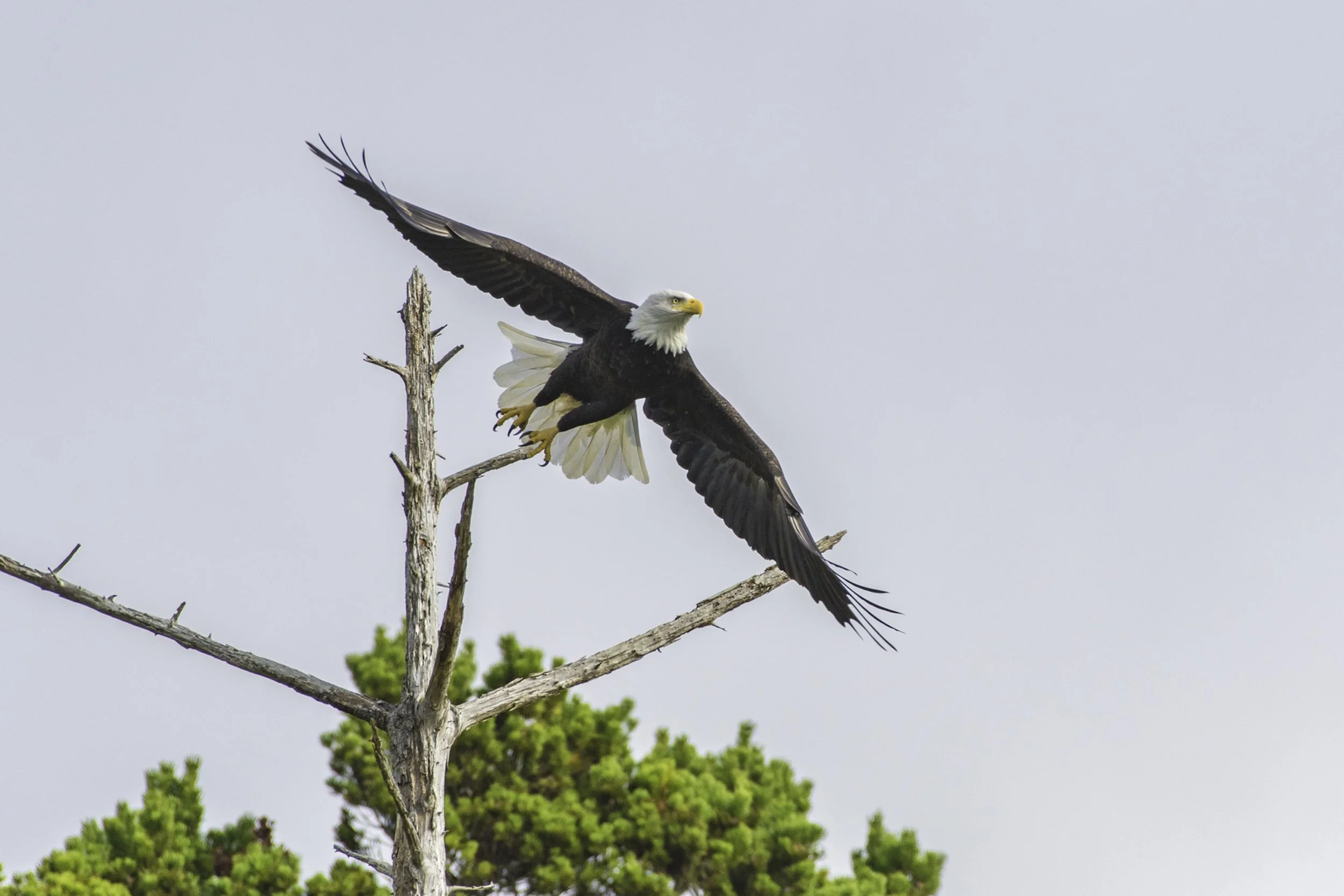 This guy’s a natural