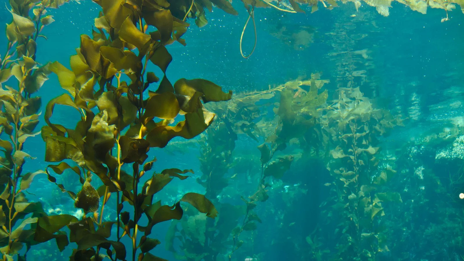 A little kelp here…