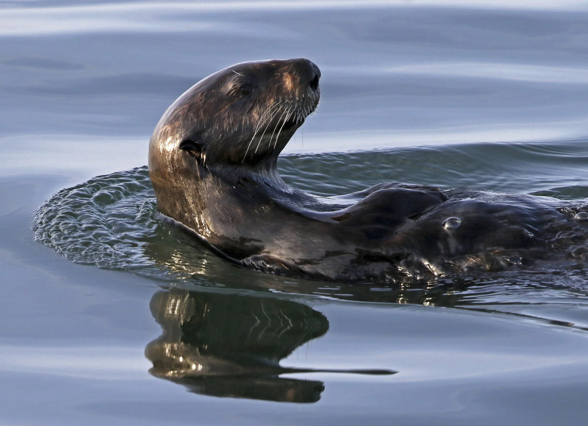 Dive into the world of sea otters