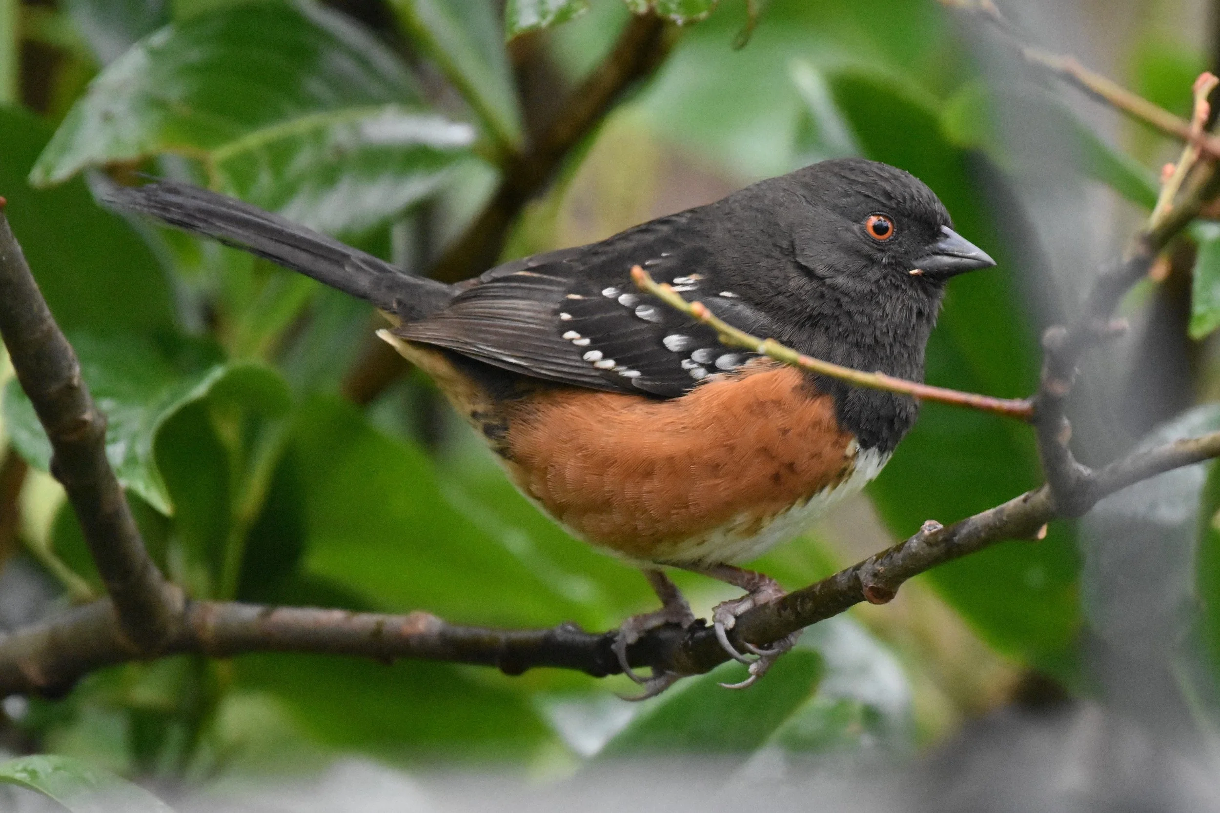 Bird is the word in Lincoln City
