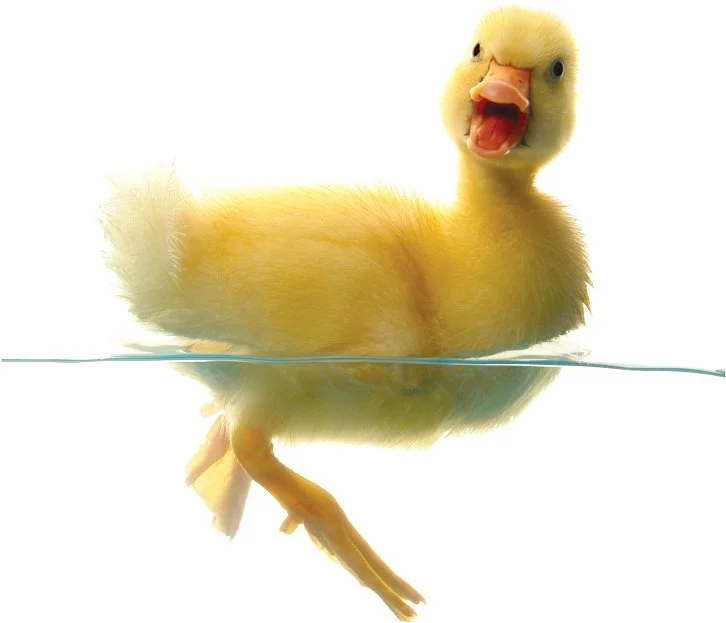 Honk if you love live theater