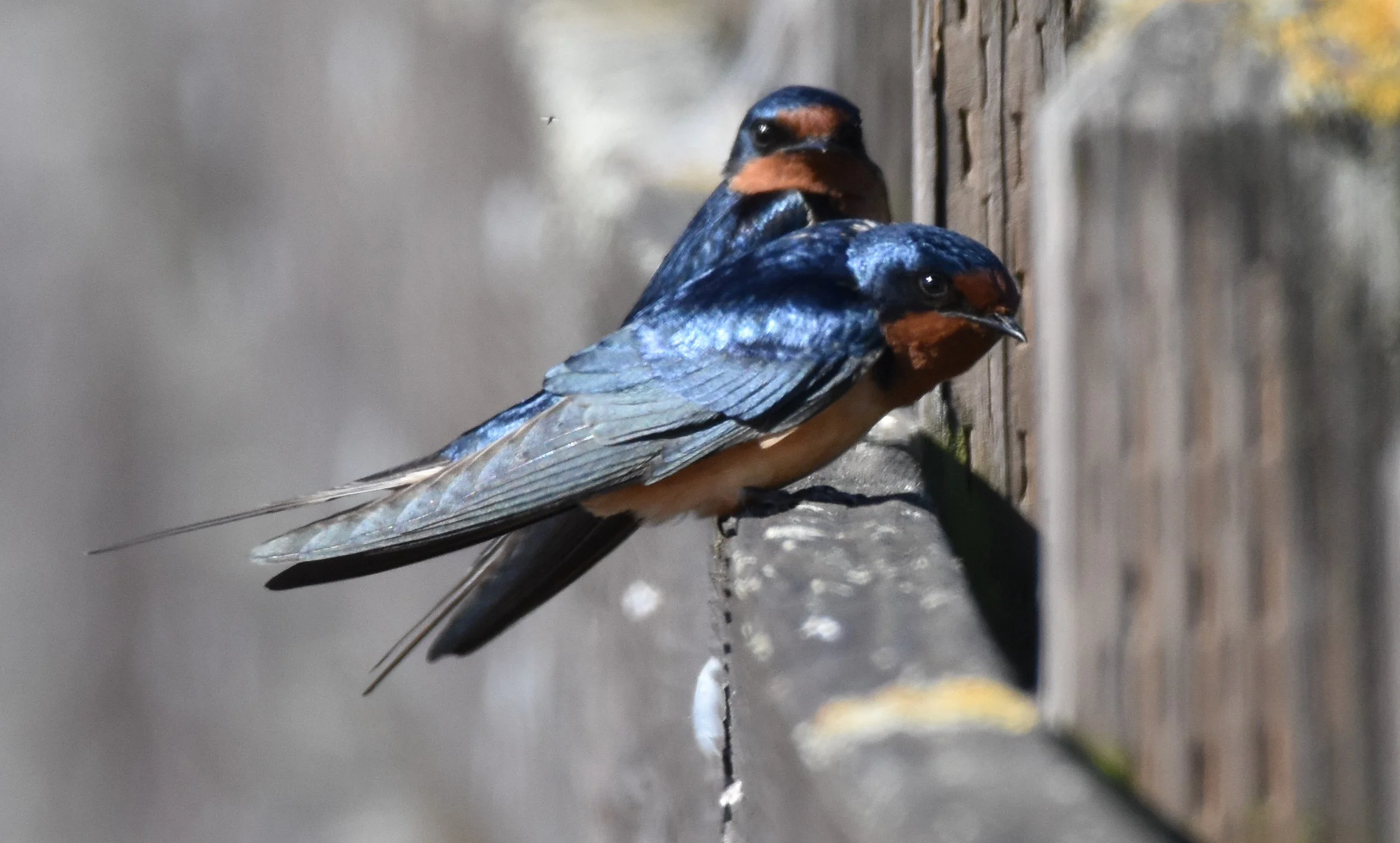 Barn Swallows.JPG