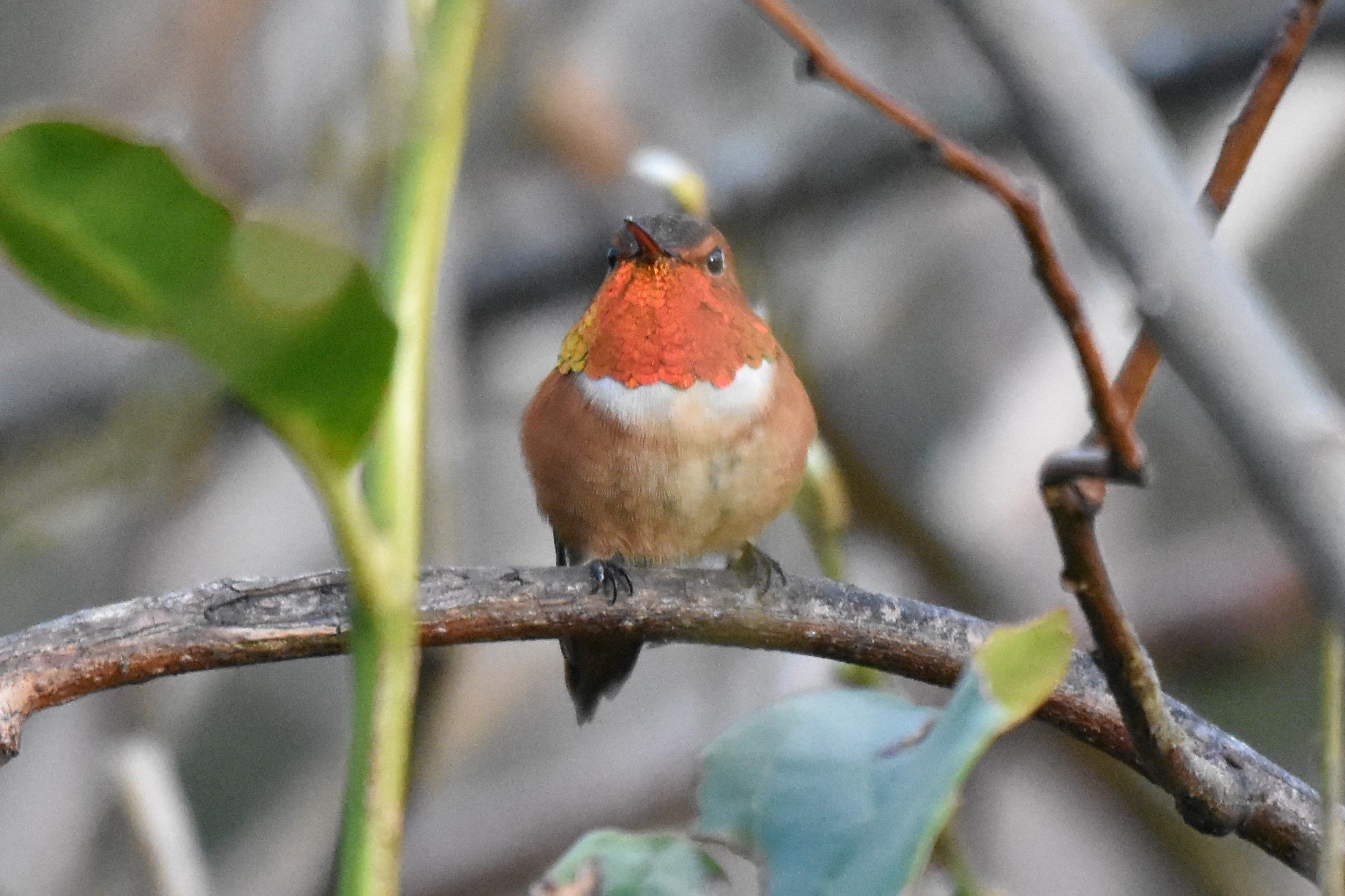 Rufous Hummingbird.JPG