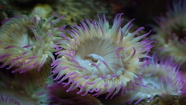 Know your anemone, at Marine Science Day