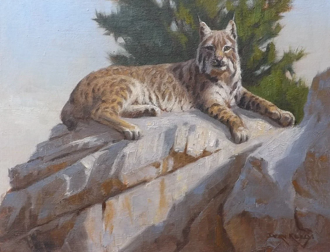 OnTheRocksBobcat-IvanKelly.jpg