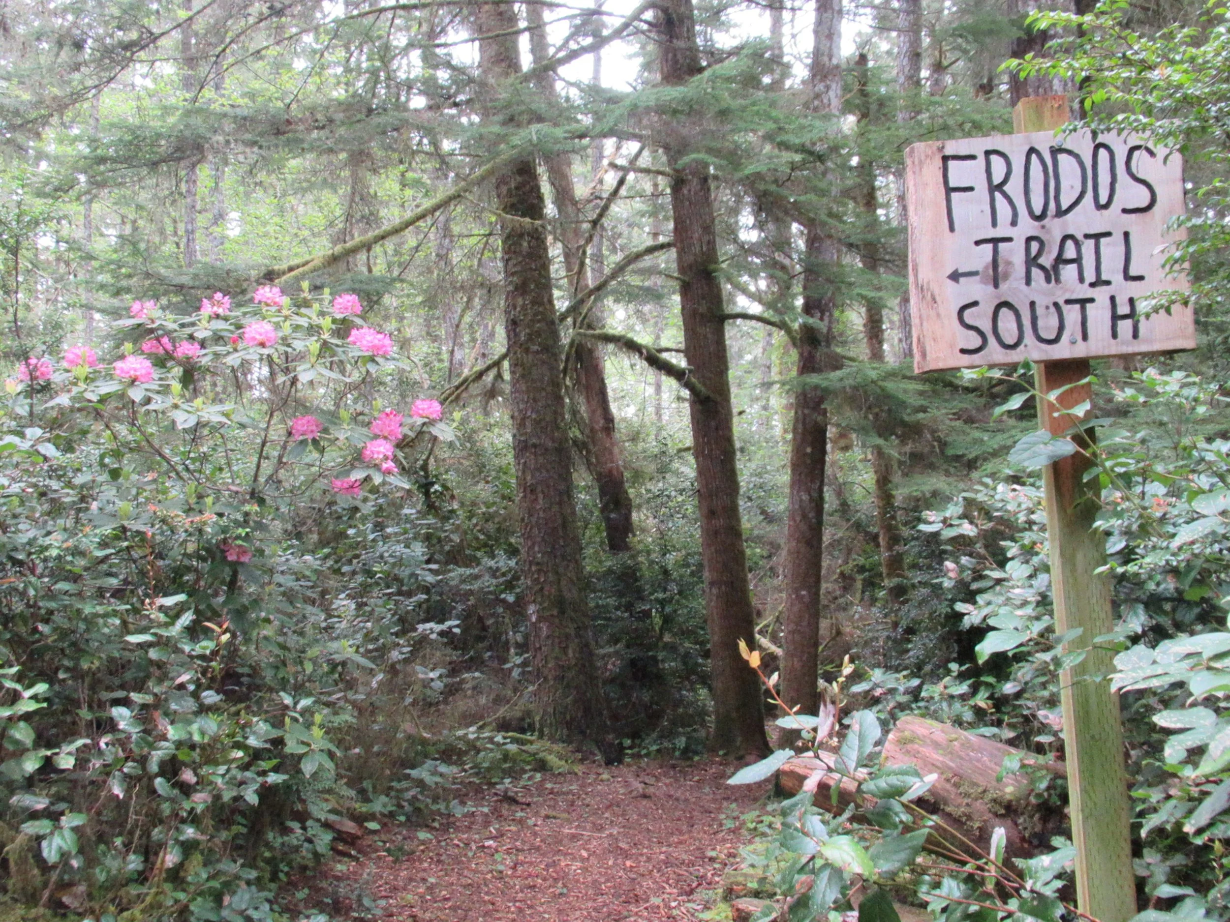 All rhodies lead to Lincoln City