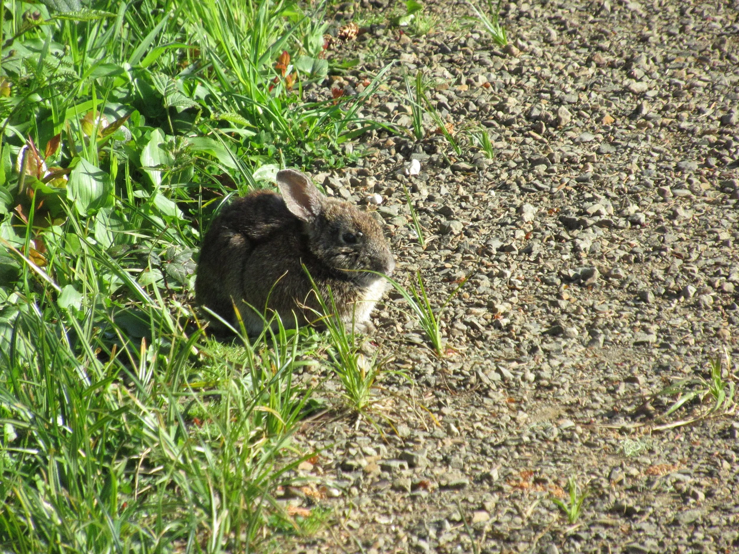IMG_3318=Rabbit@SitkaSedge.JPG