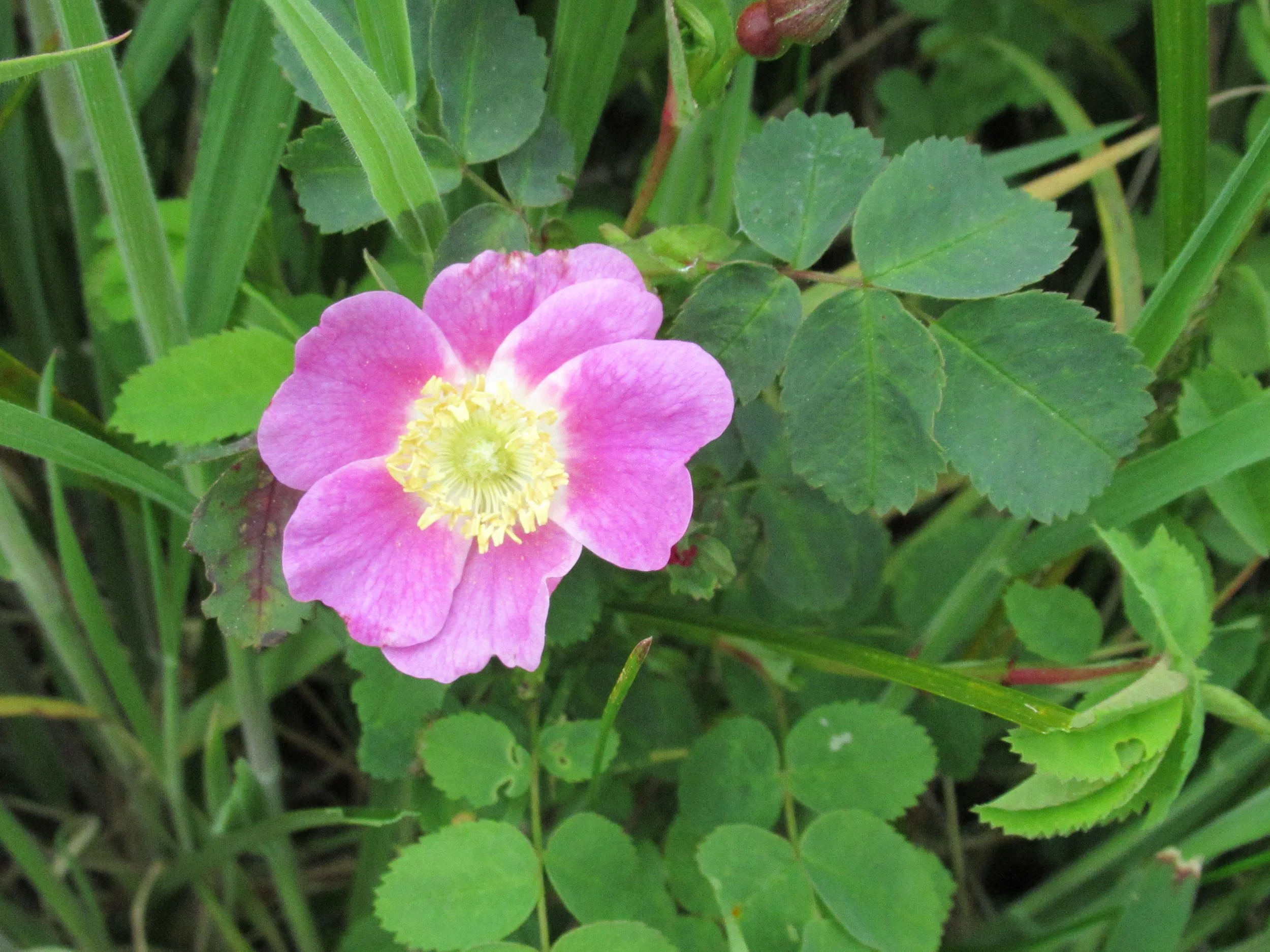 Hop on over to Sitka Sedge