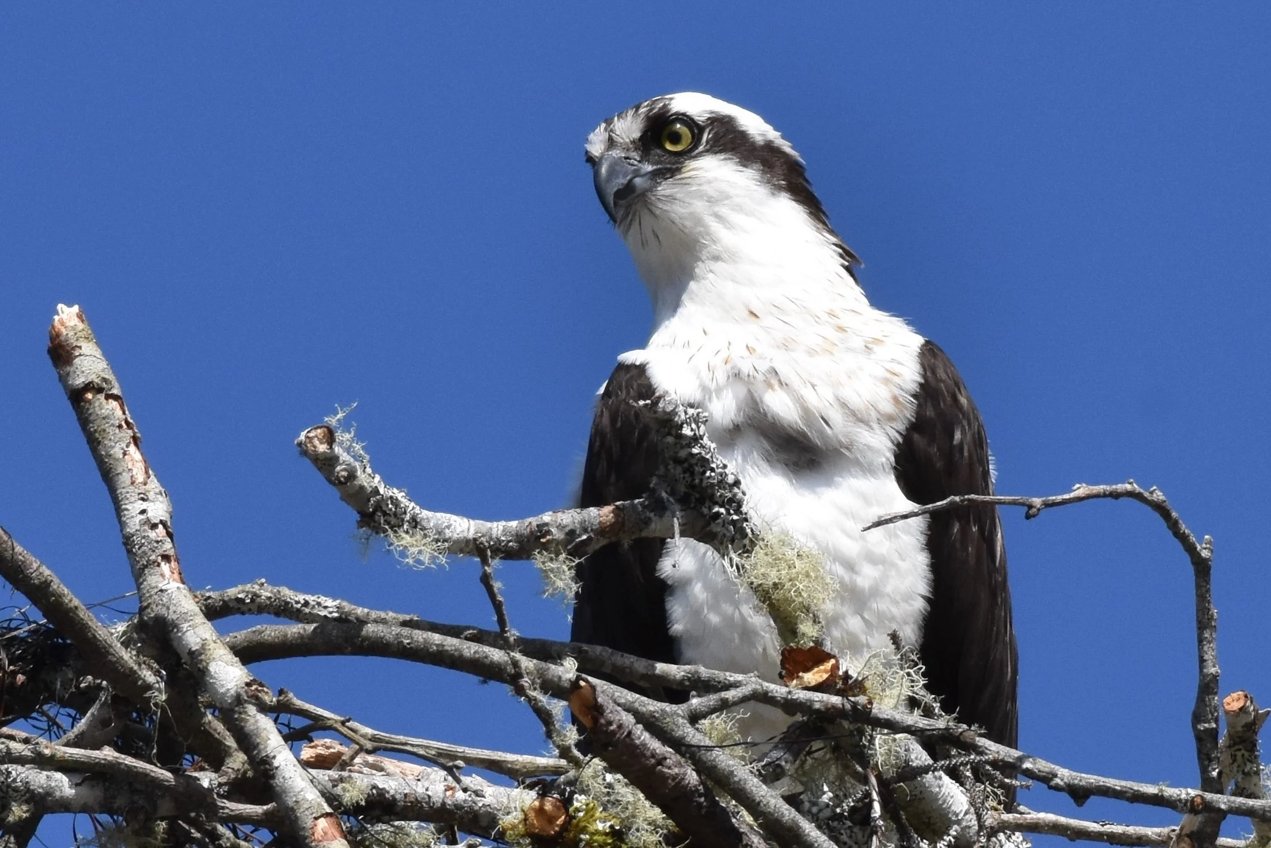 Prey for good weather